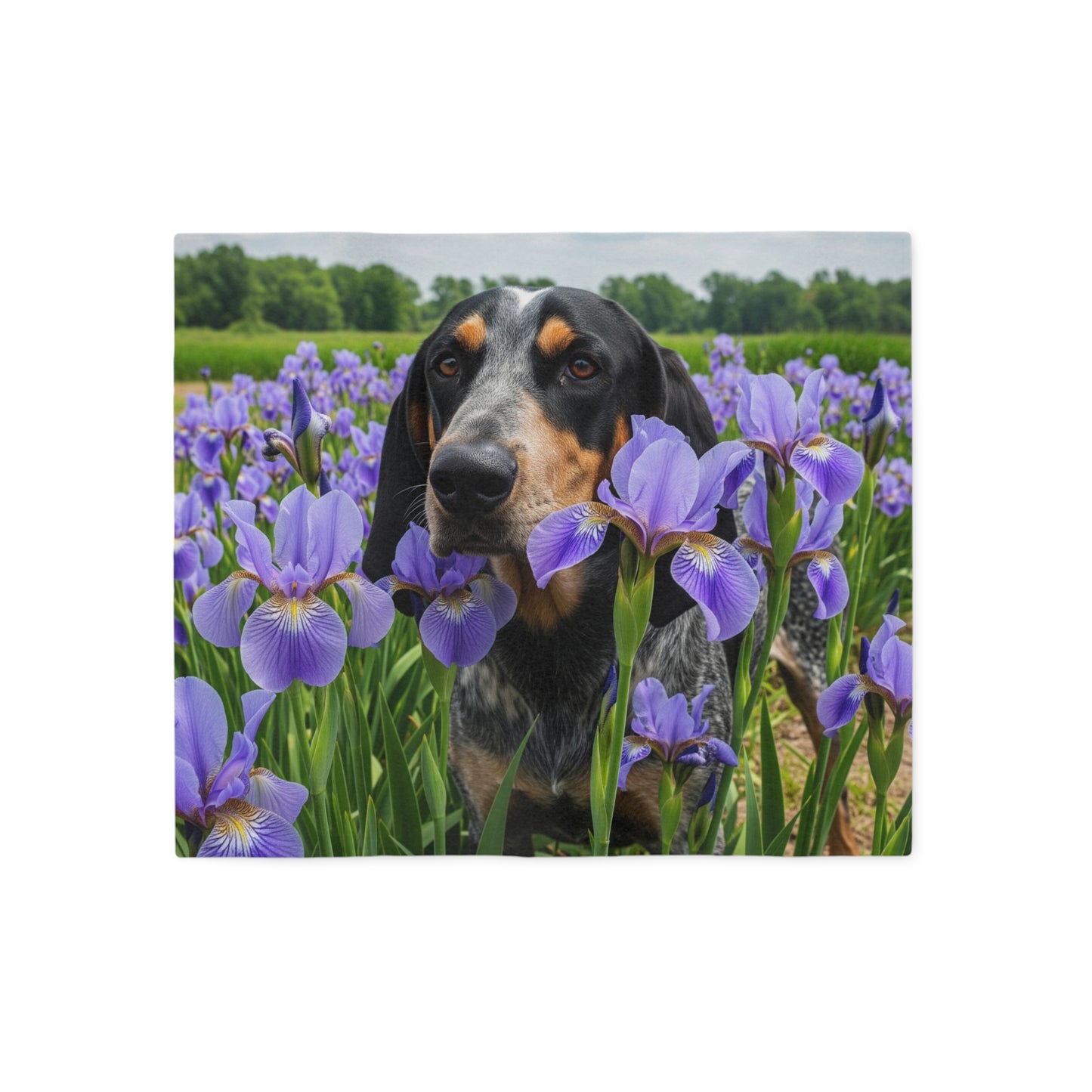 Bluetick Coonhound Sweatshirt Blanket