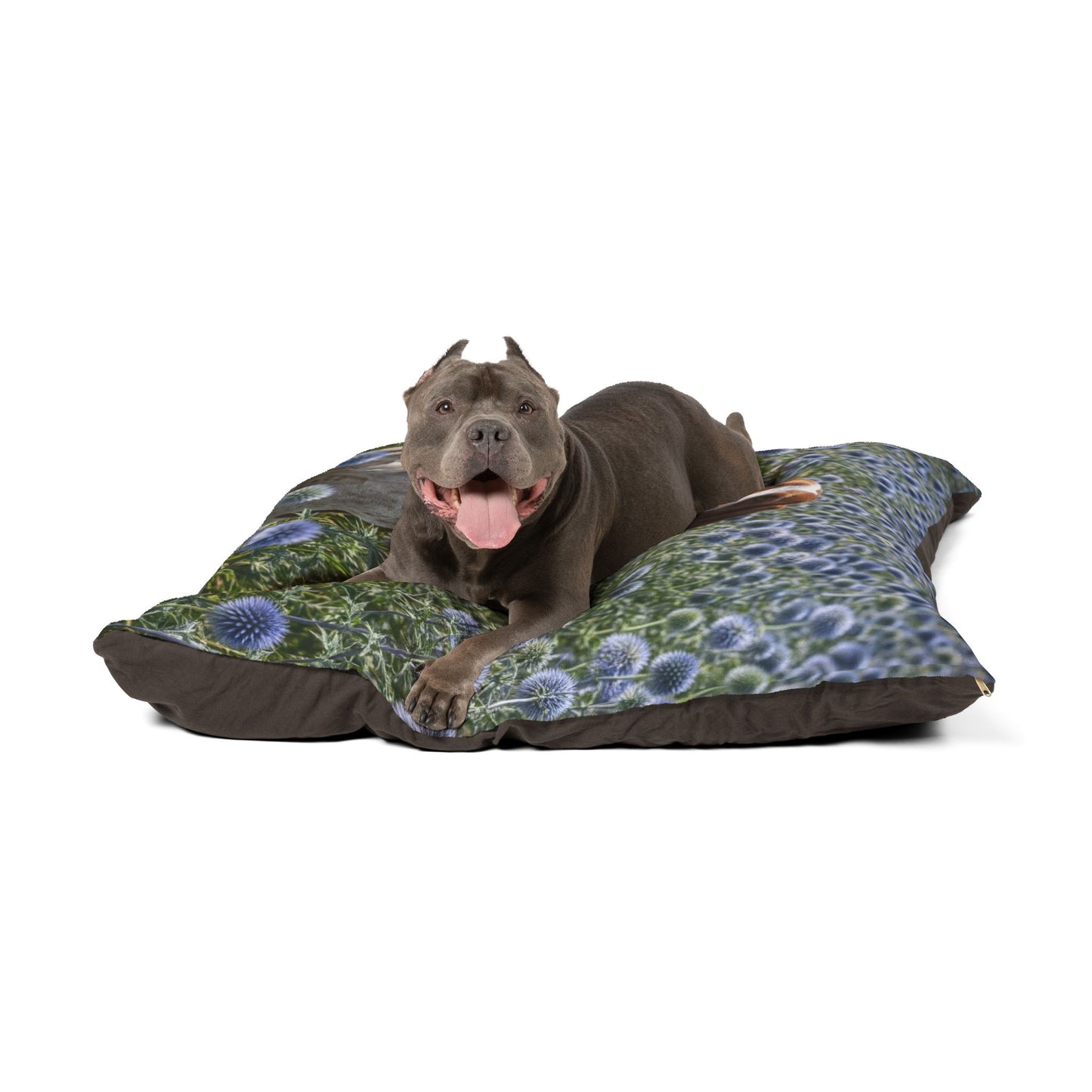 Braque Francais Pyrenean Pet Bed