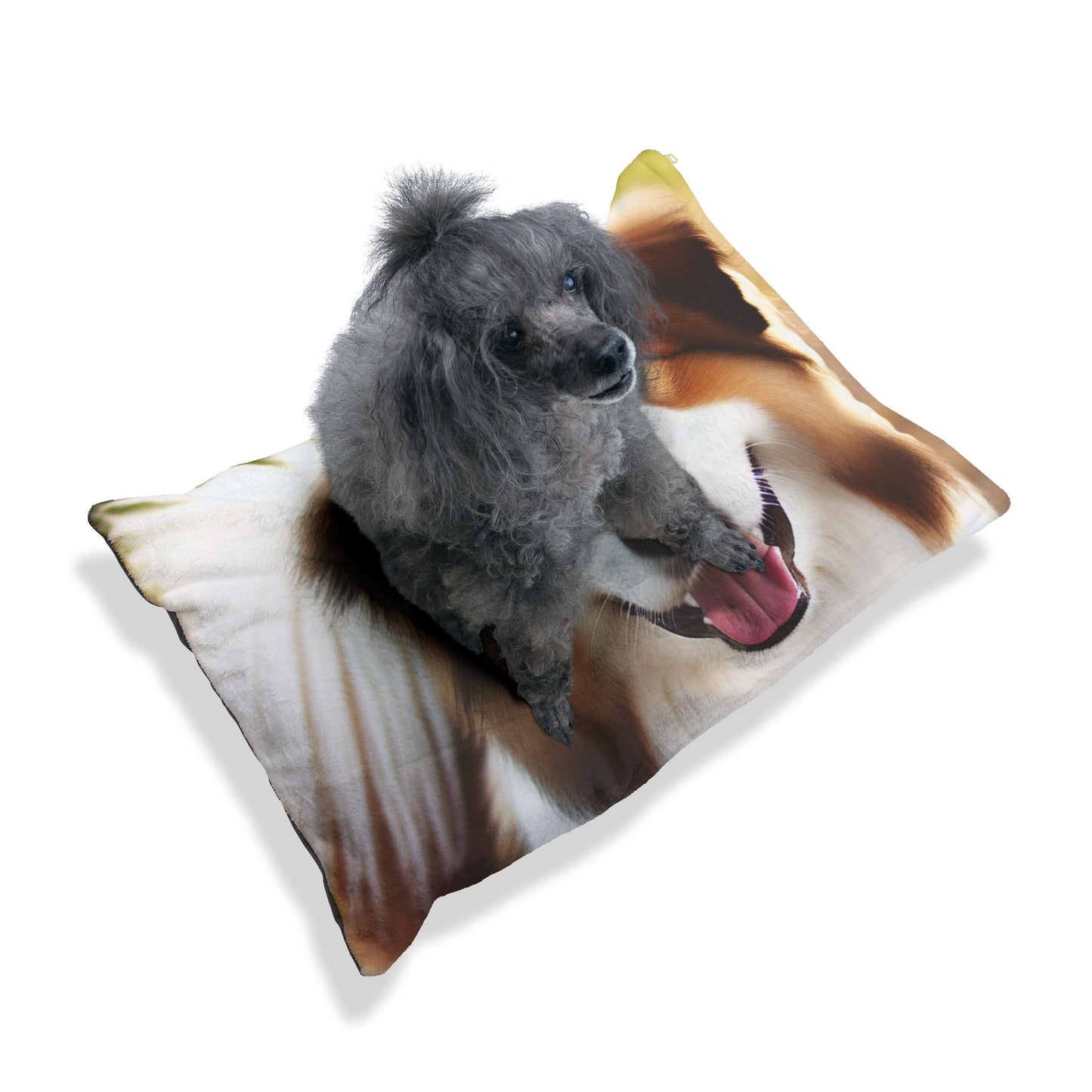 Drentsche Patrijshond Pet Bed