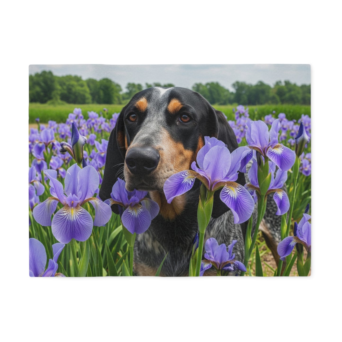 Bluetick Coonhound Sweatshirt Blanket