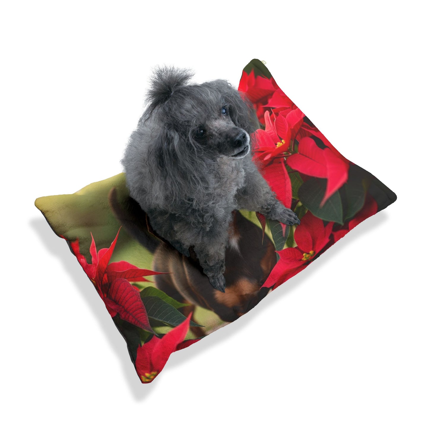 Chiweenie Pet Bed