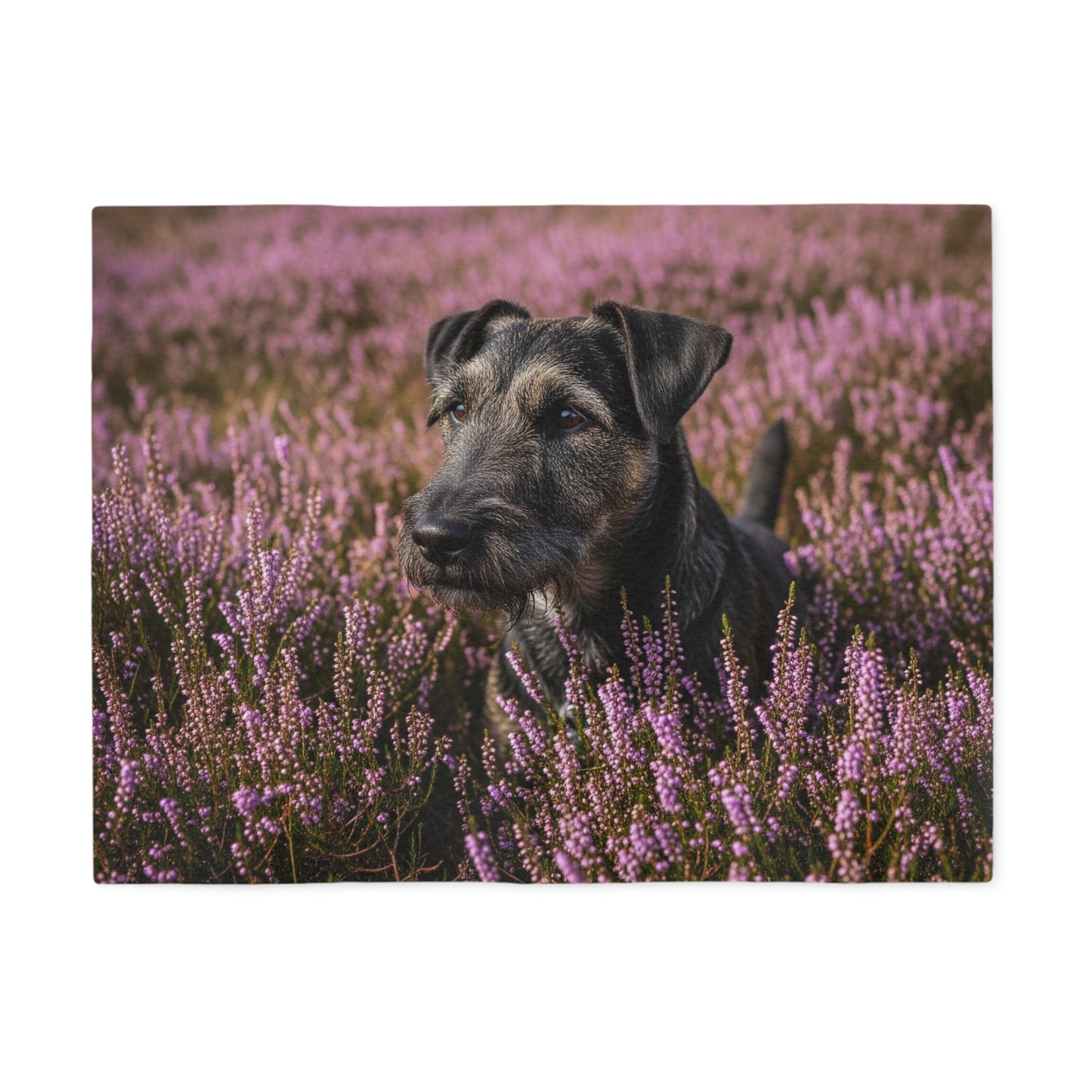Glen of Imaal Terrier Sweatshirt Blanket