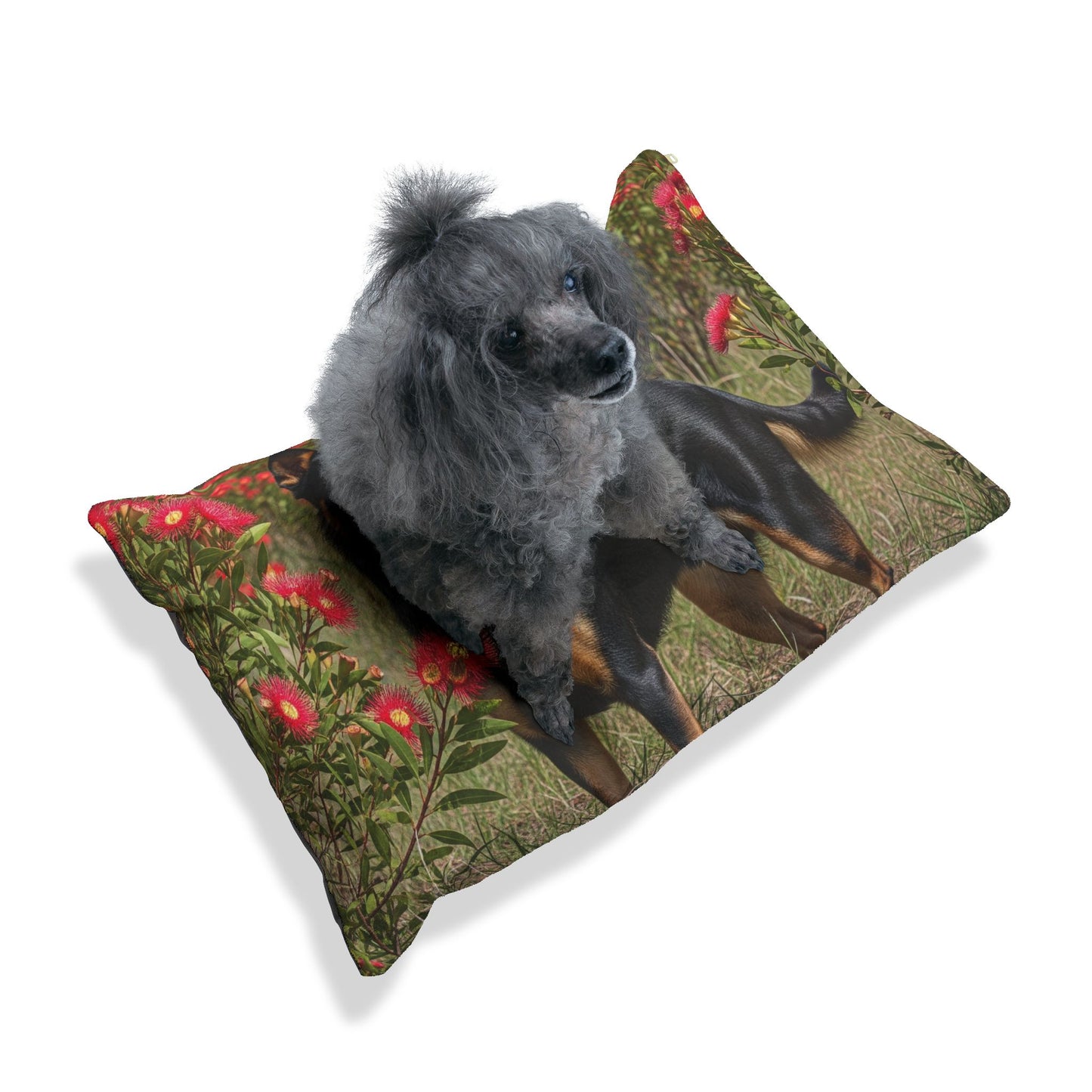 Australian Kelpie Pet Bed
