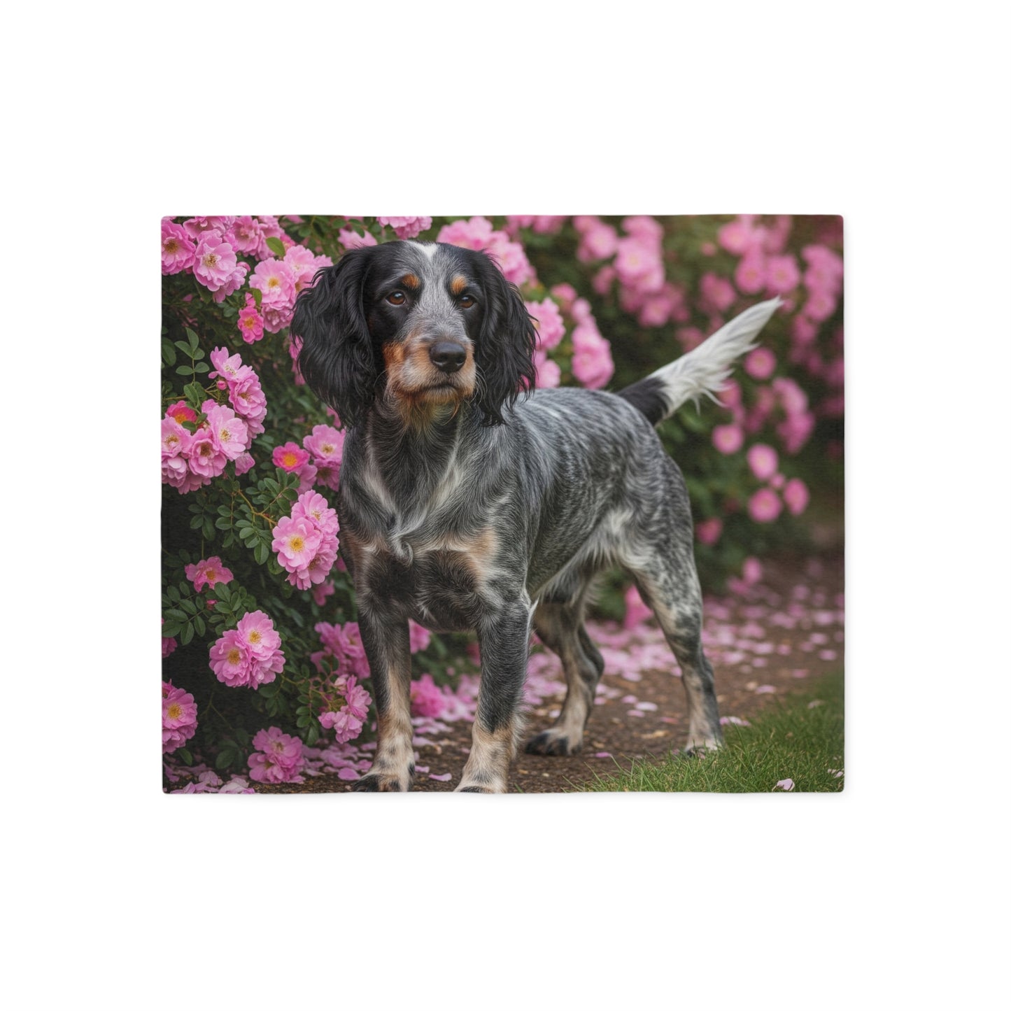 Blue Picardy Spaniel Sweatshirt Blanket