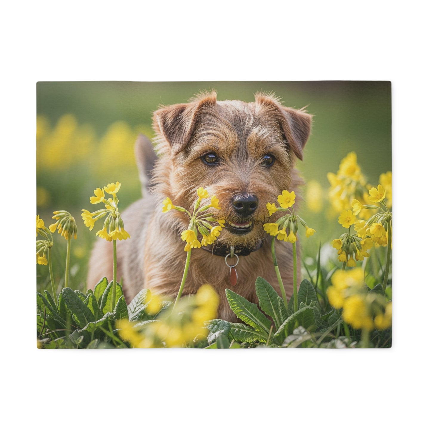 Norfolk Terrier Sweatshirt Blanket