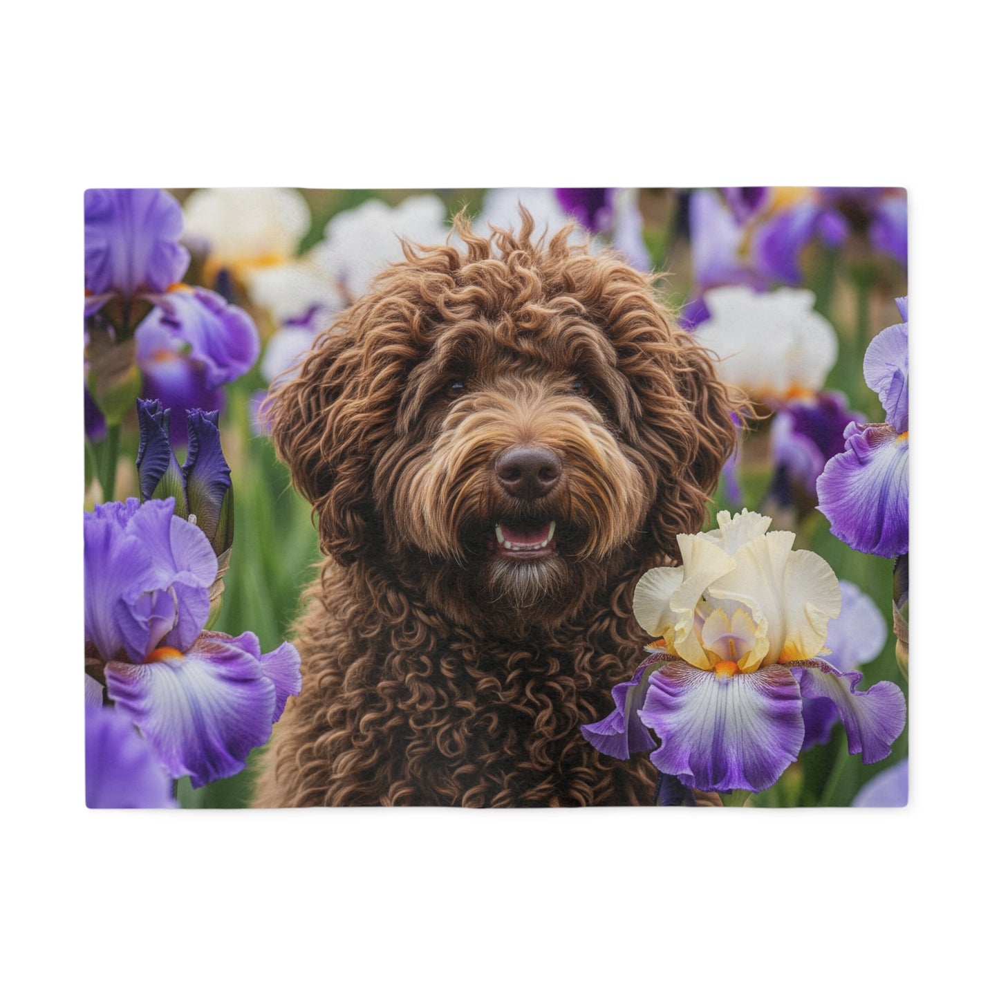 Barbet Sweatshirt Blanket