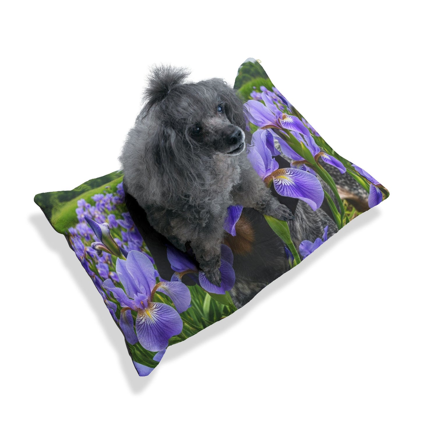 Bluetick Coonhound Pet Bed