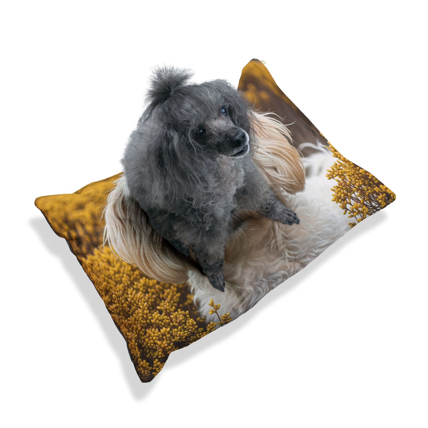Maltipoo Pet Bed