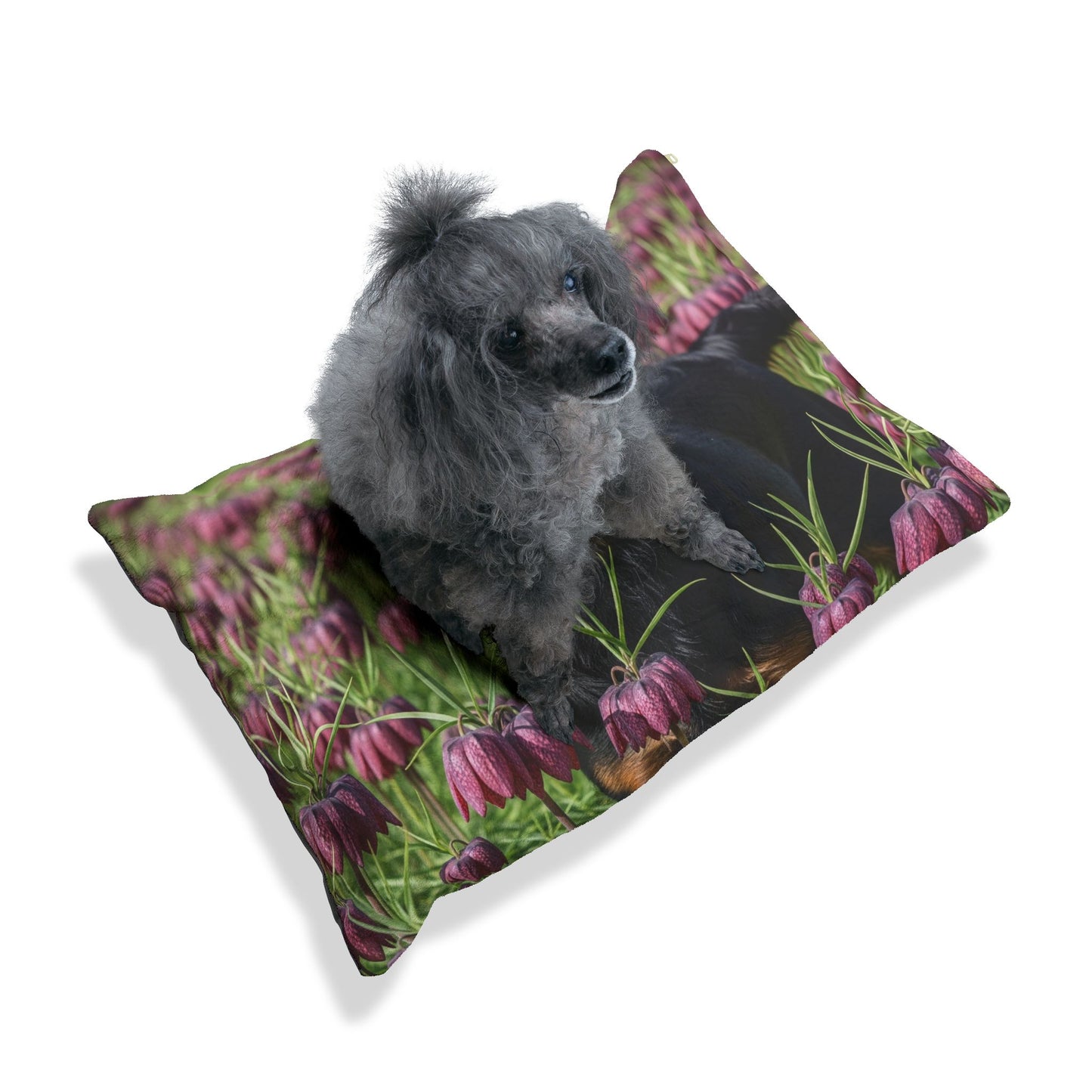 Wetterhoun Pet Bed