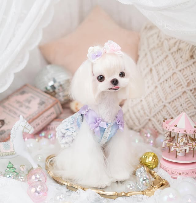 Luxury Layered Ruffle Dog Dress | Blue Princess Puppy Dress with Lace & Satin Bows