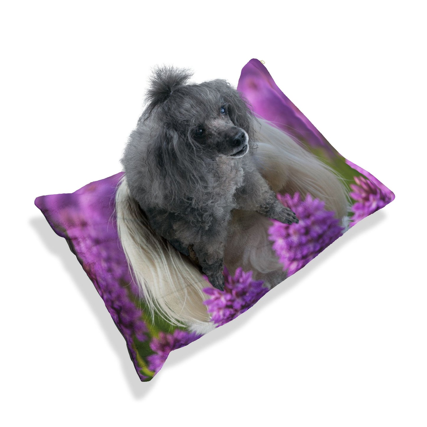 Maltese Pet Bed