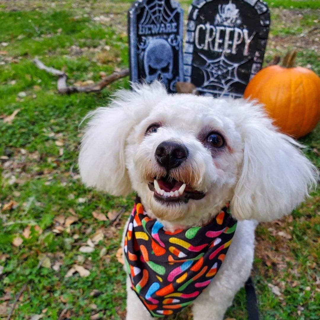 Bandana rafraîchissant Trick N Treat