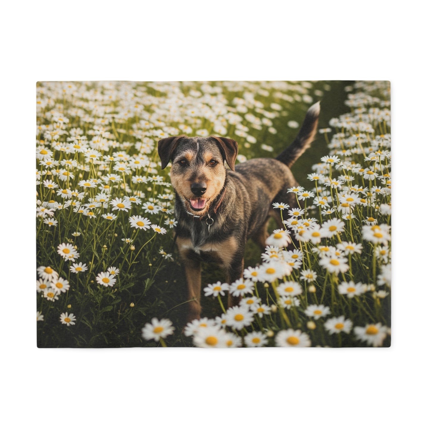 Danish-Swedish Farmdog Sweatshirt Blanket