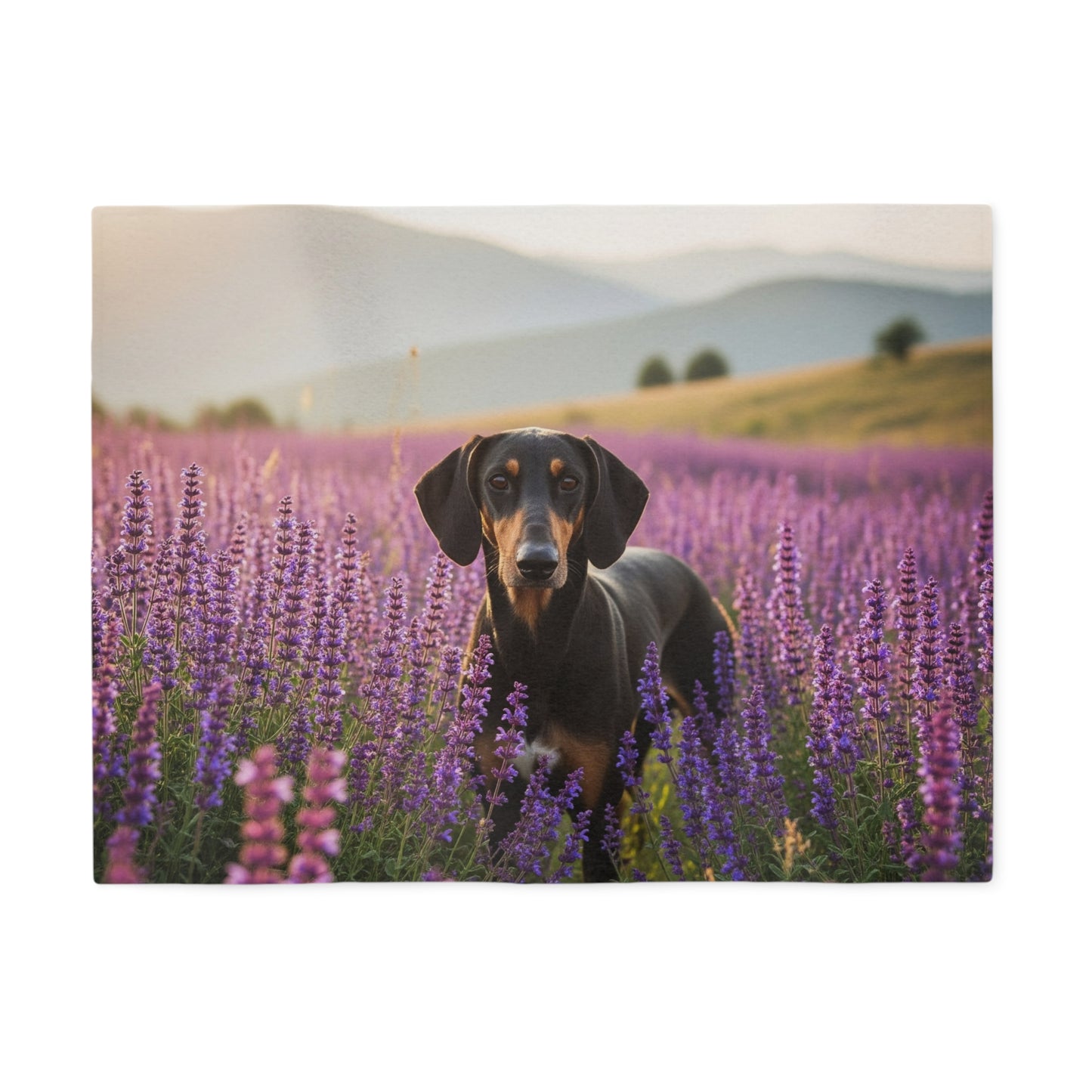 Transylvanian Hound Sweatshirt Blanket