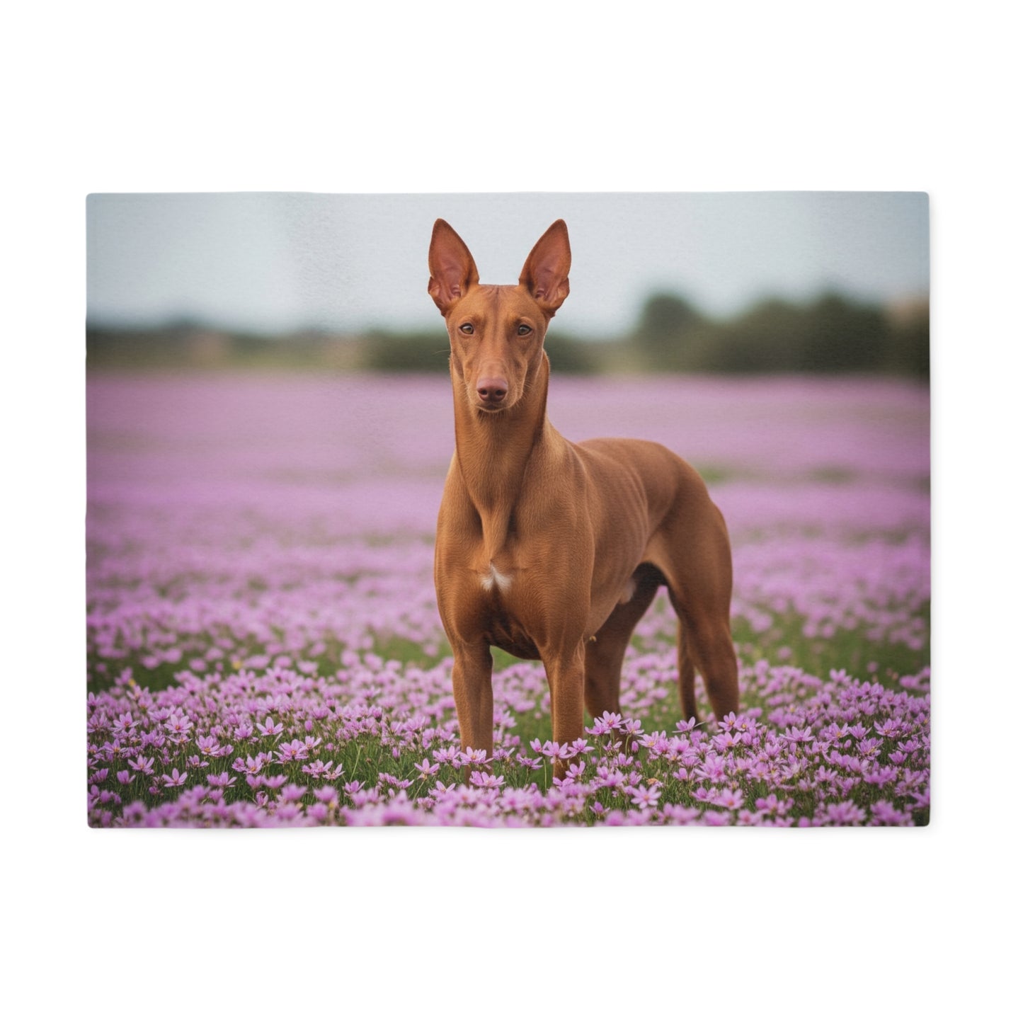 Pharaoh Hound Sweatshirt Blanket