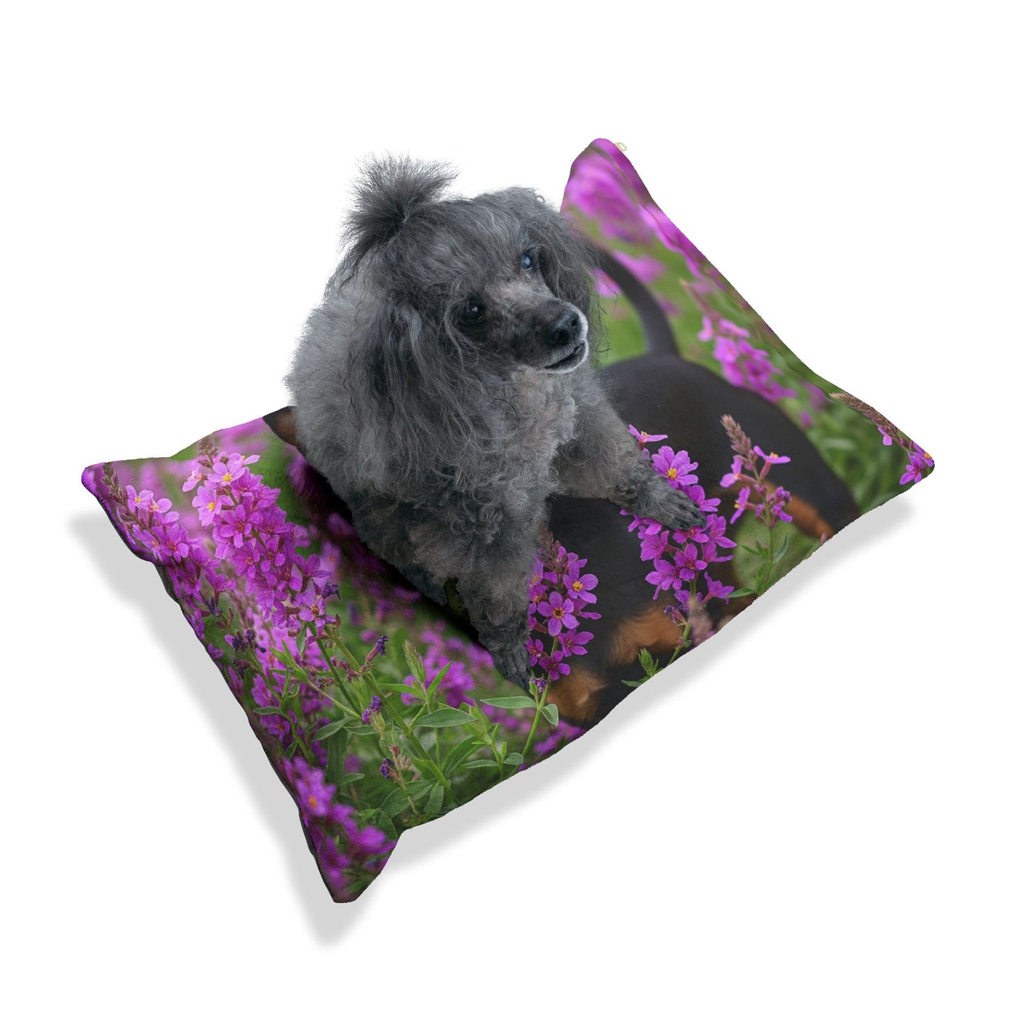 English Toy Terrier Pet Bed