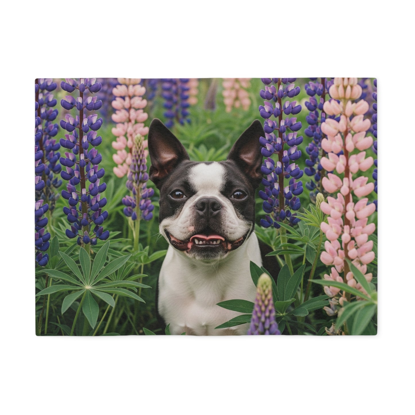 Boston Terrier Sweatshirt Blanket