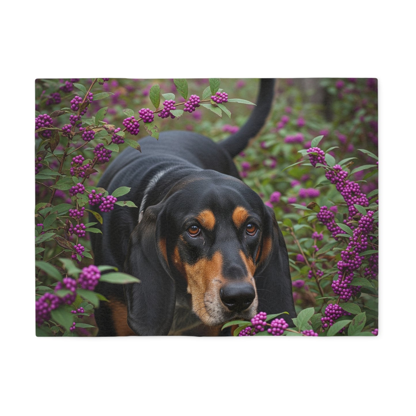 Black and Tan Coonhound Sweatshirt Blanket