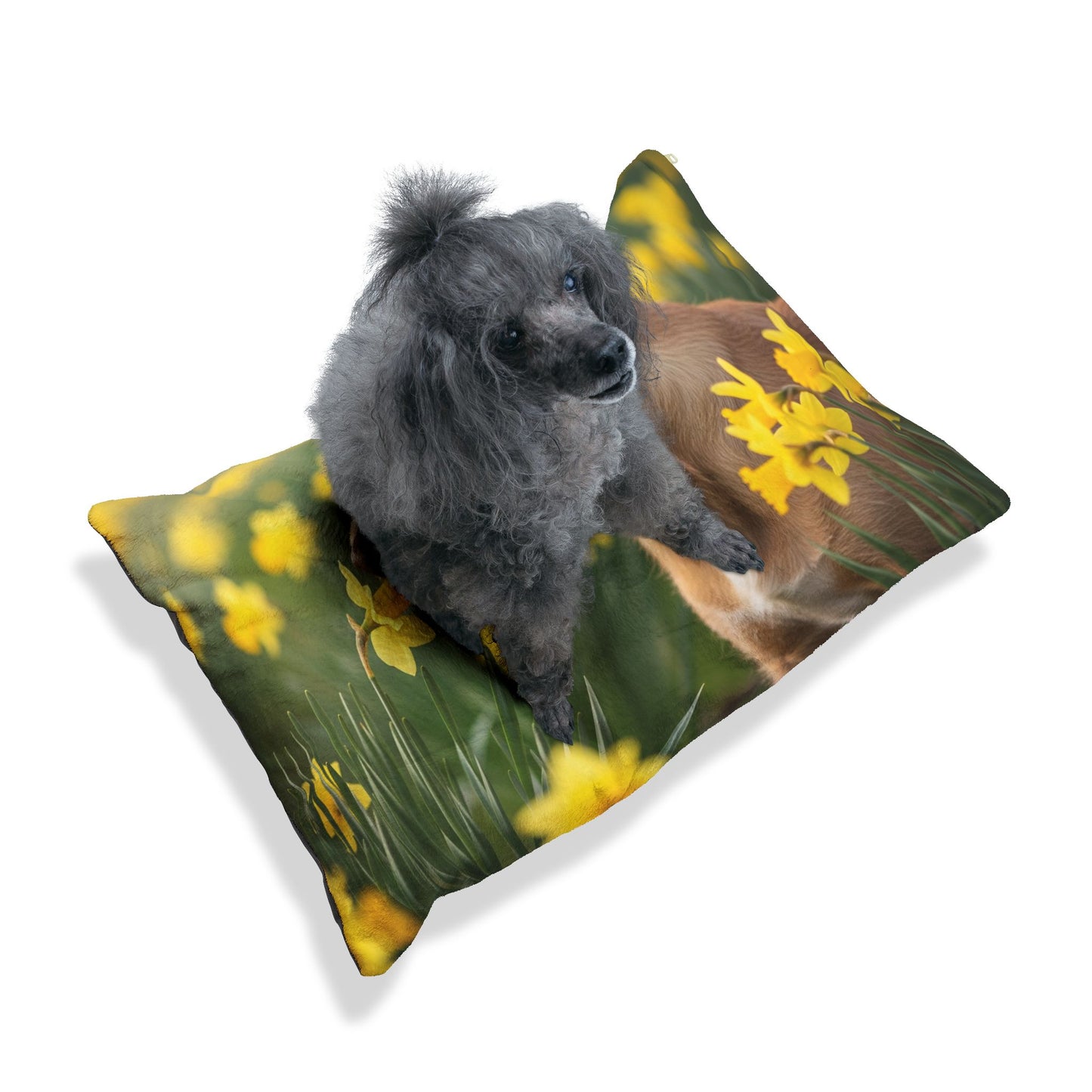Portuguese Podengo Pequeno Pet Bed