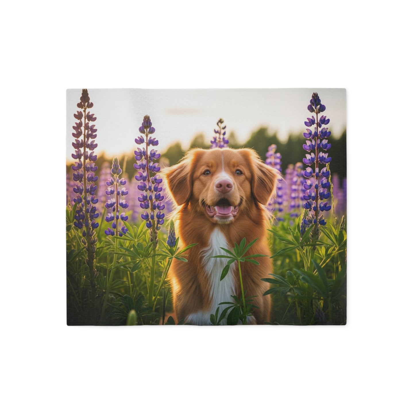 Nova Scotia Duck Tolling Retriever Sweatshirt Blanket