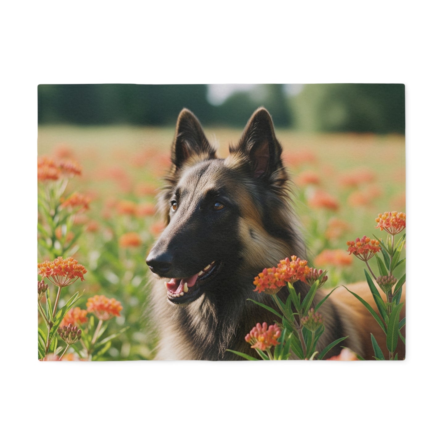 Belgian Tervuren Sweatshirt Blanket