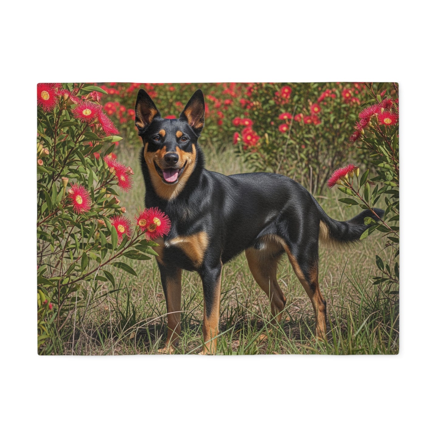 Australian Kelpie Sweatshirt Blanket