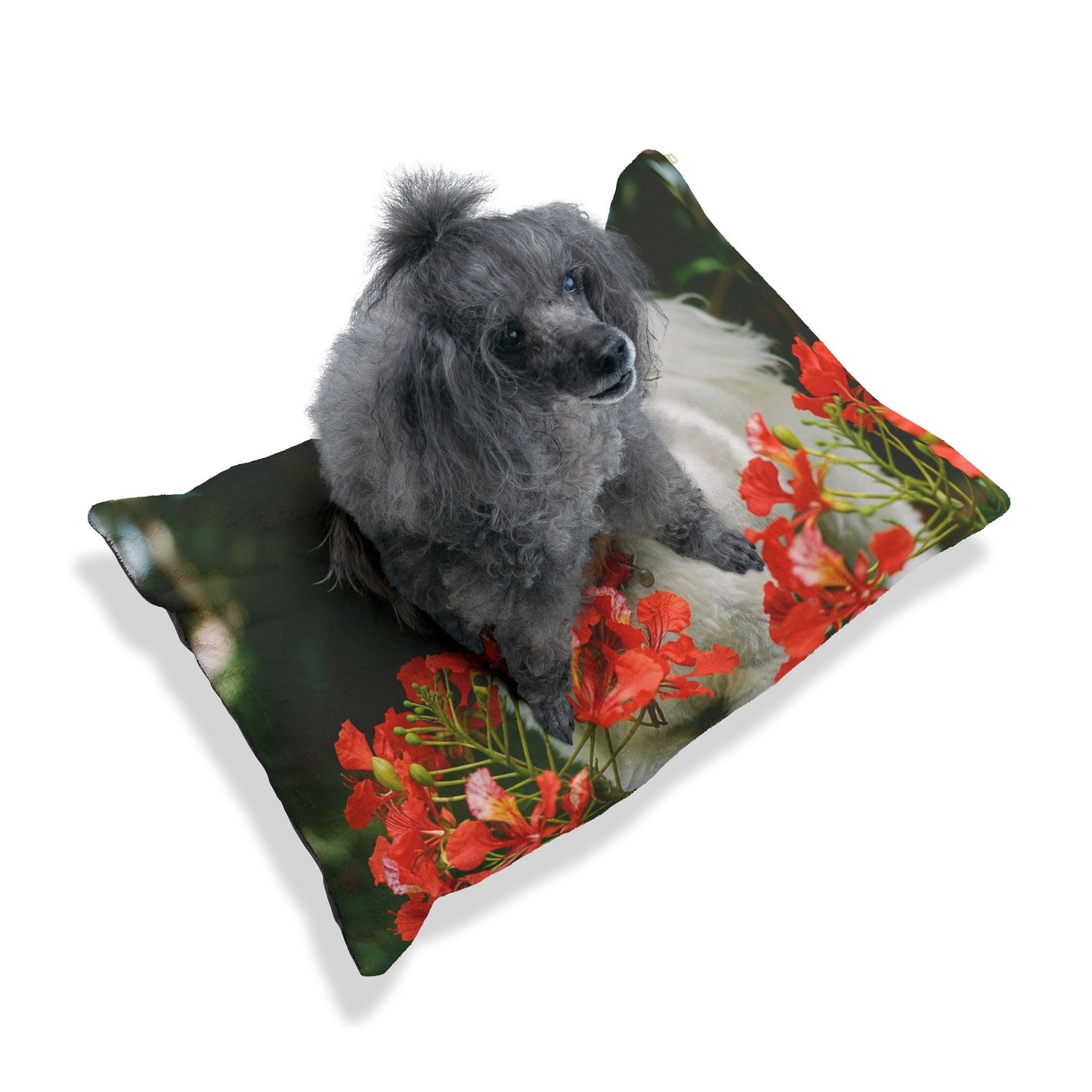Coton de Tulear Pet Bed