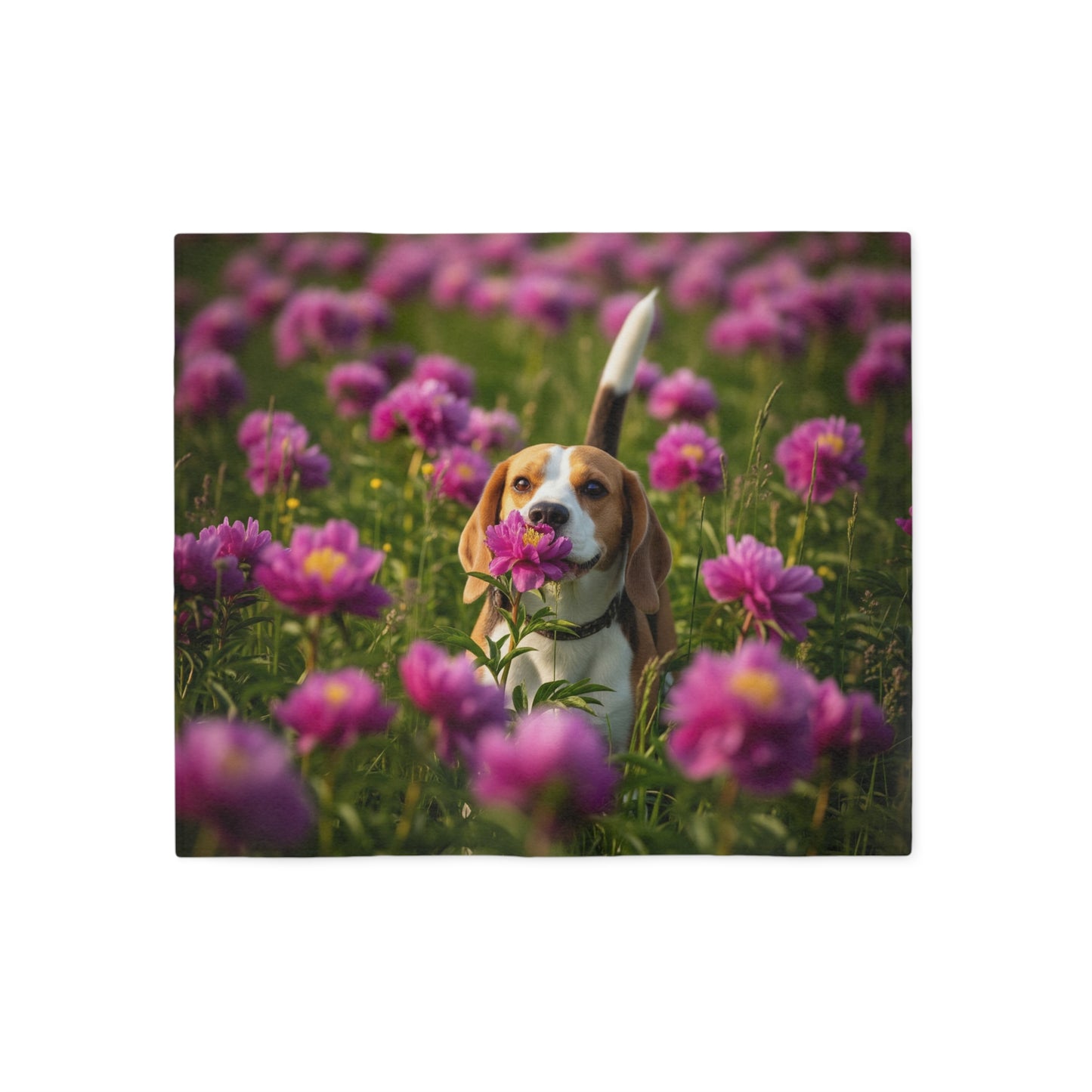 Beagle Sweatshirt Blanket