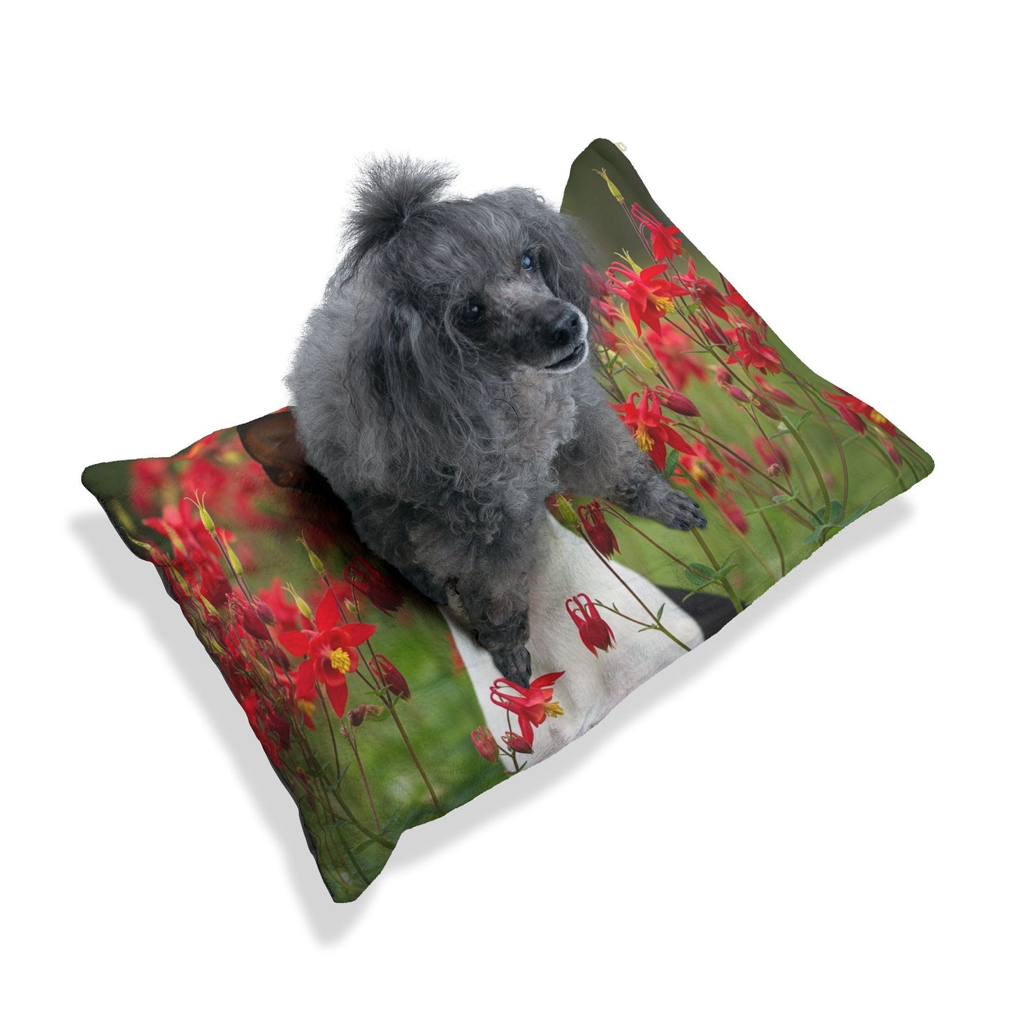 Toy Fox Terrier Pet Bed