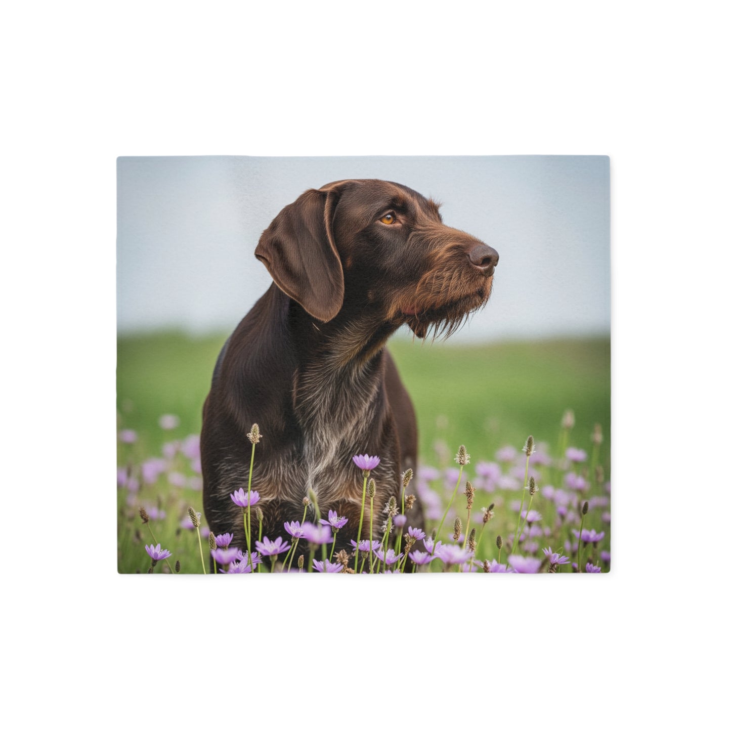 German Wirehaired Pointer Sweatshirt Blanket