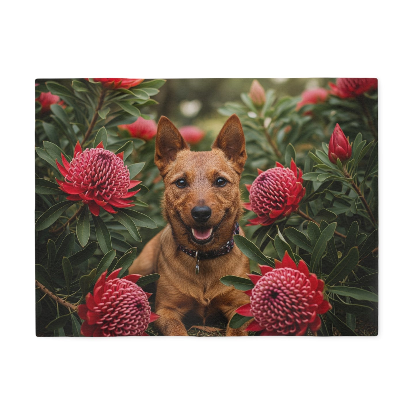 Australian Terrier Sweatshirt Blanket