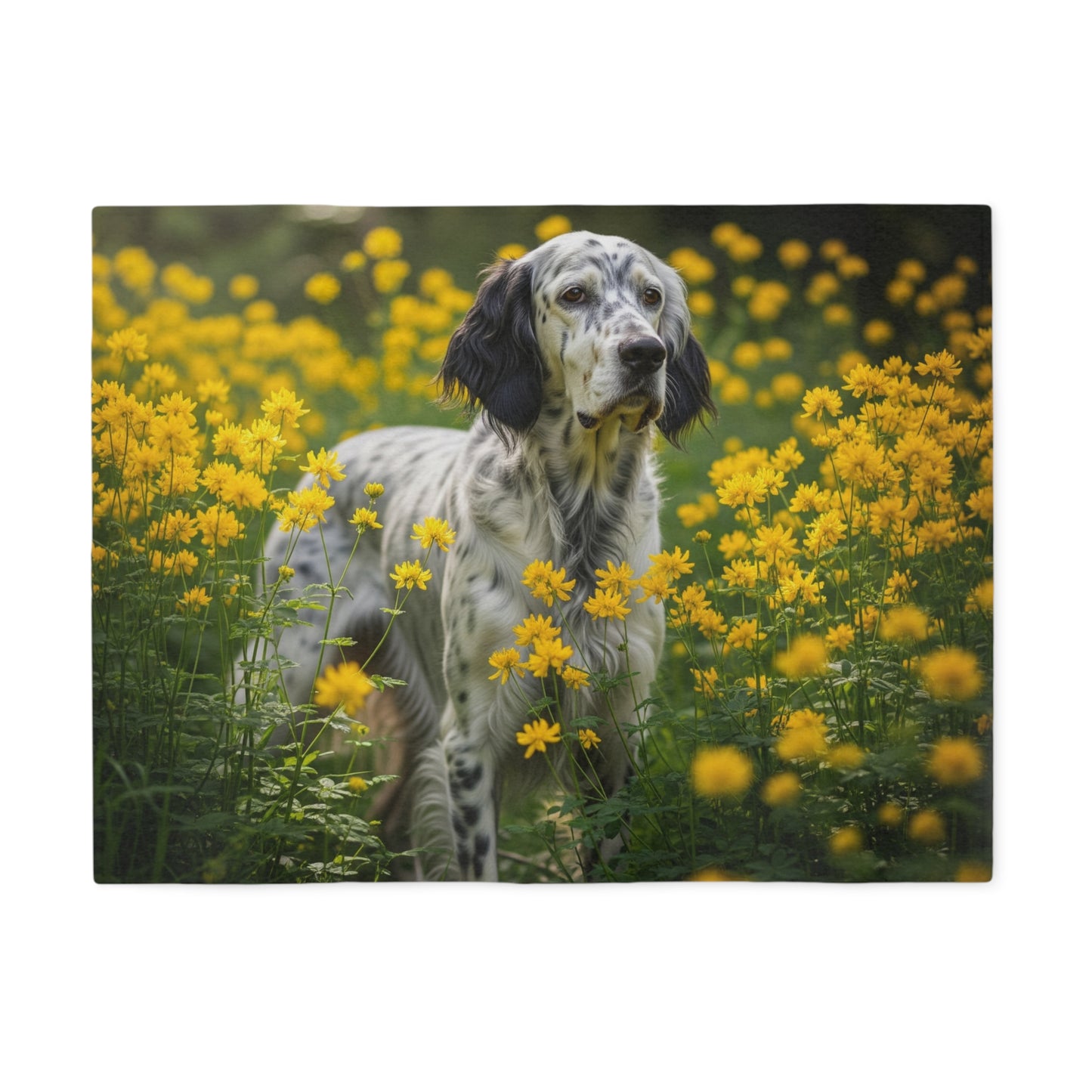 English Setter Sweatshirt Blanket