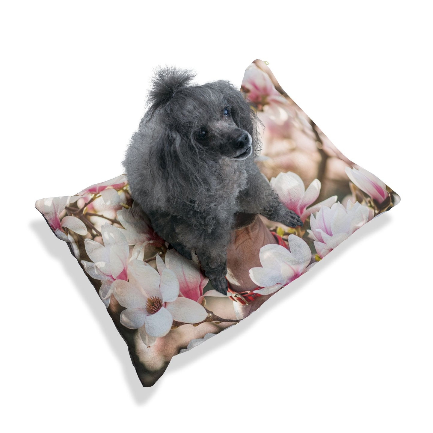 American Hairless Terrier Pet Bed
