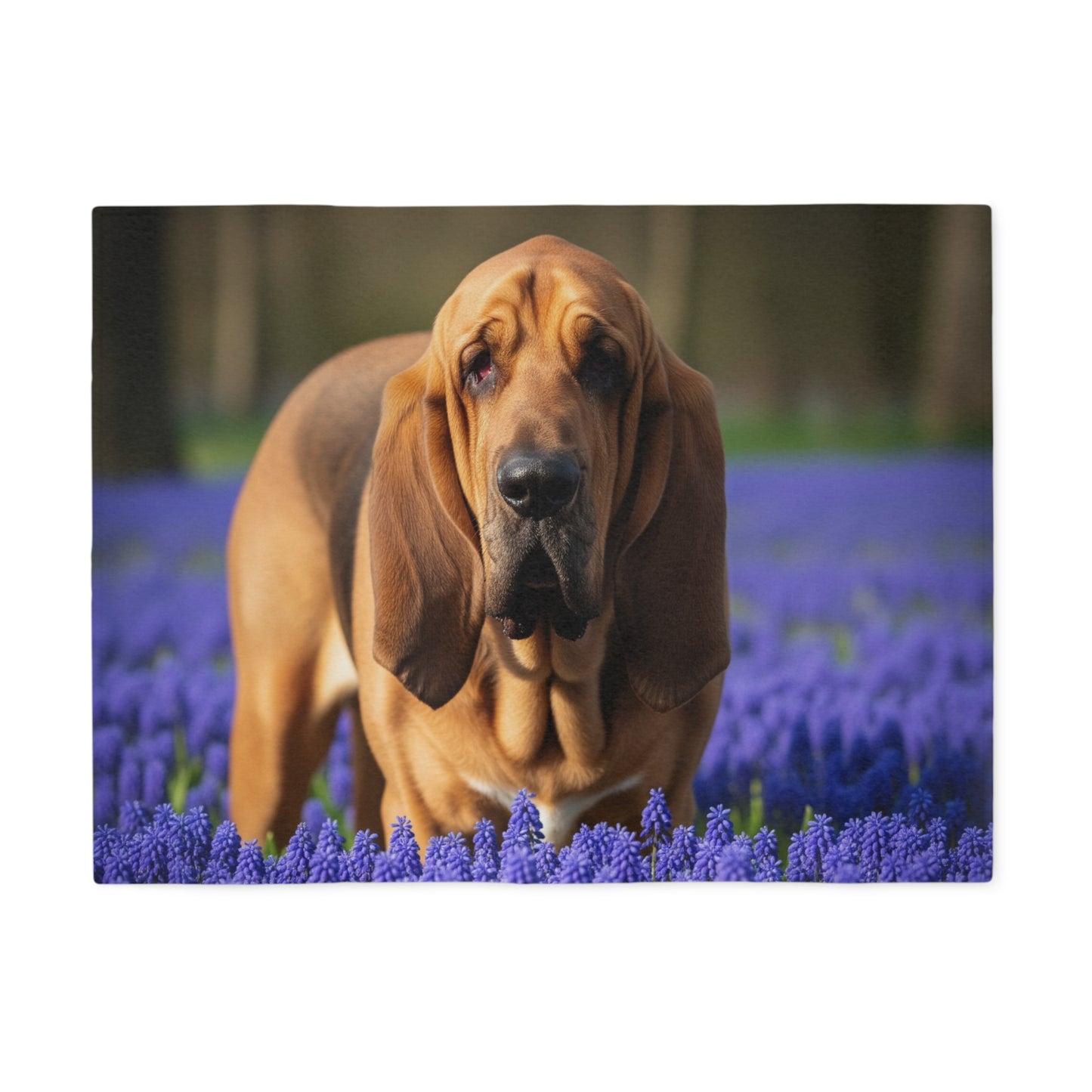 Bloodhound Sweatshirt Blanket