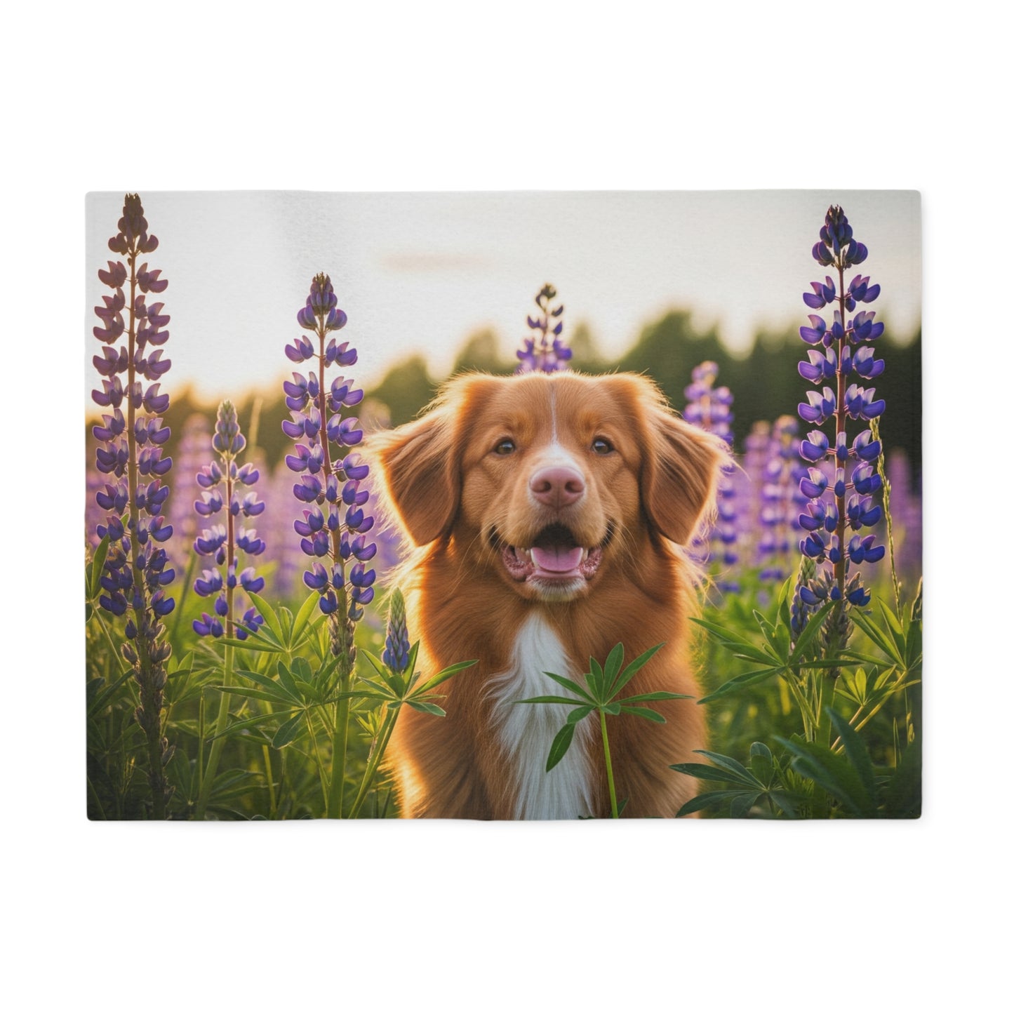 Nova Scotia Duck Tolling Retriever Sweatshirt Blanket