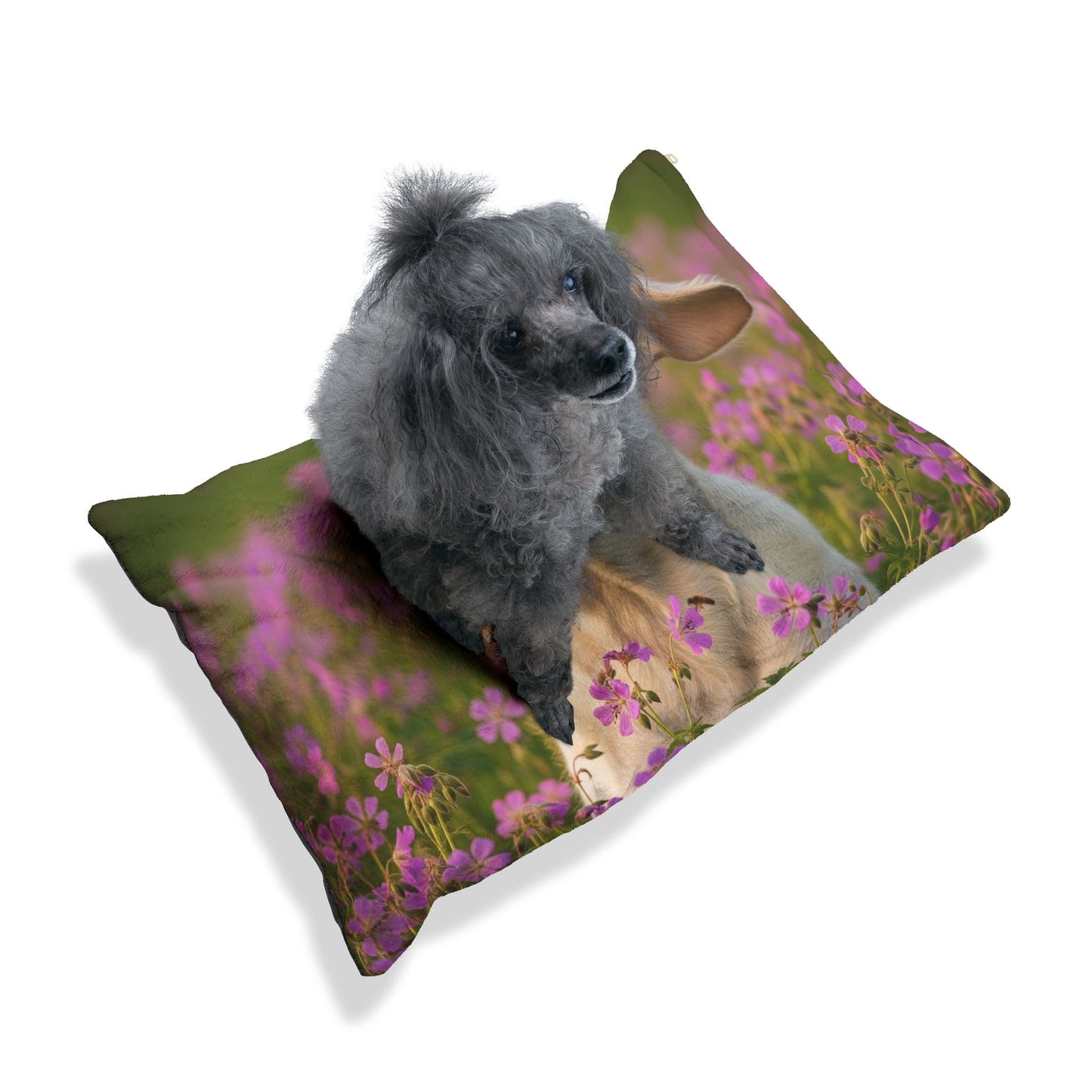 Spinone Italiano Pet Bed