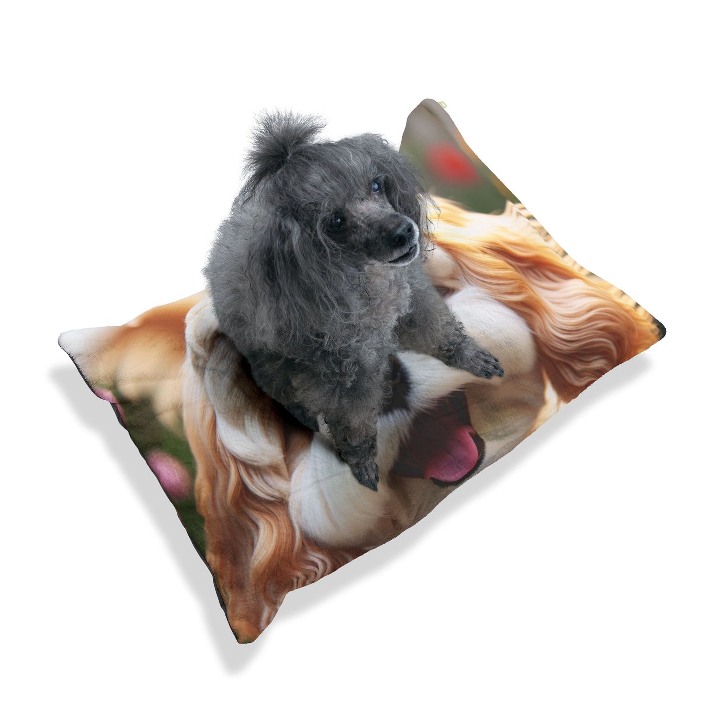 Cavachon Pet Bed