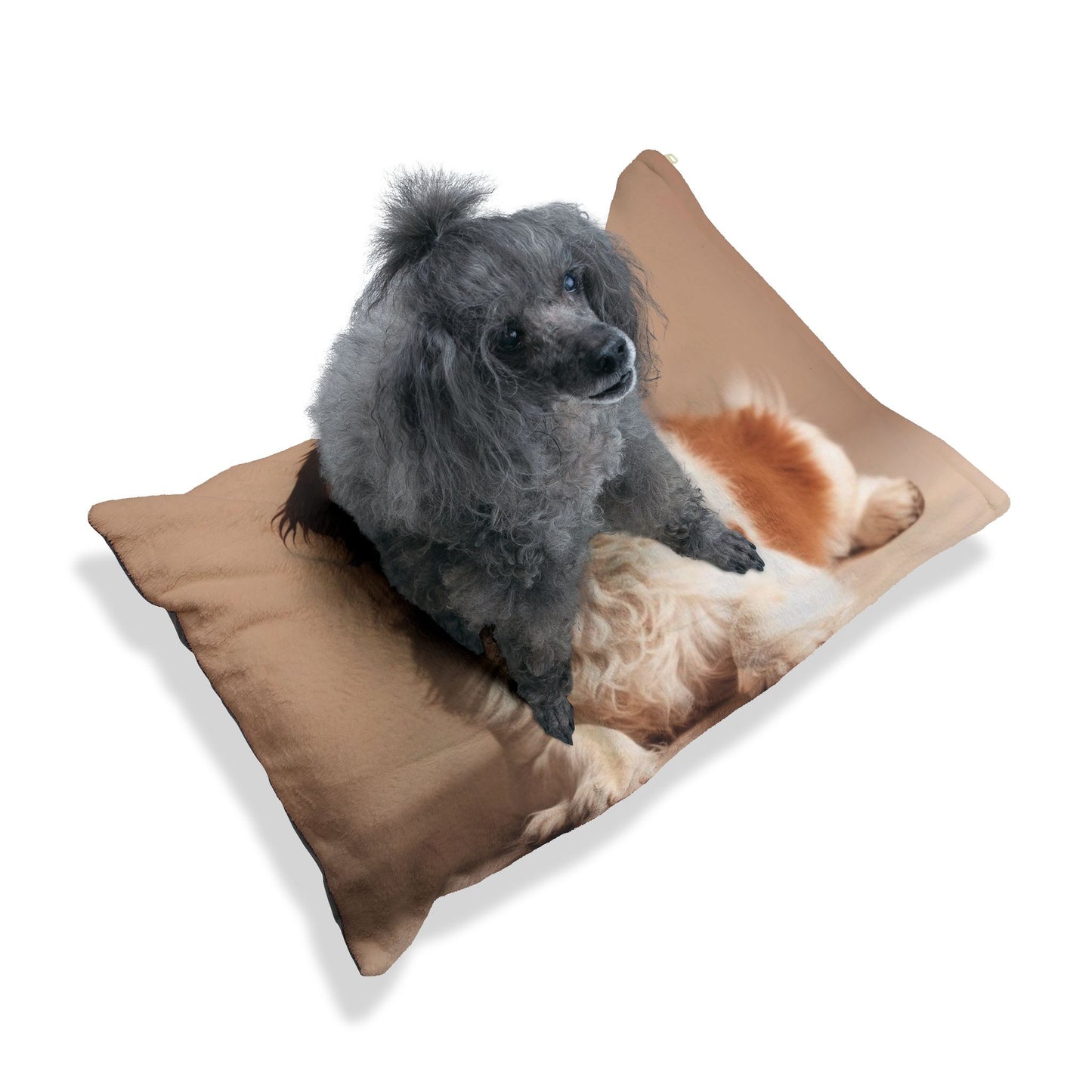 Lagotto Romagnolo Pet Bed