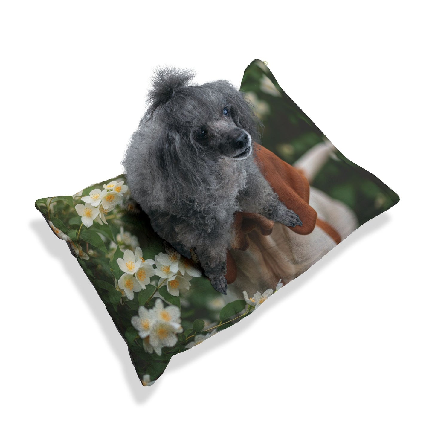 Bracco Italiano Pet Bed