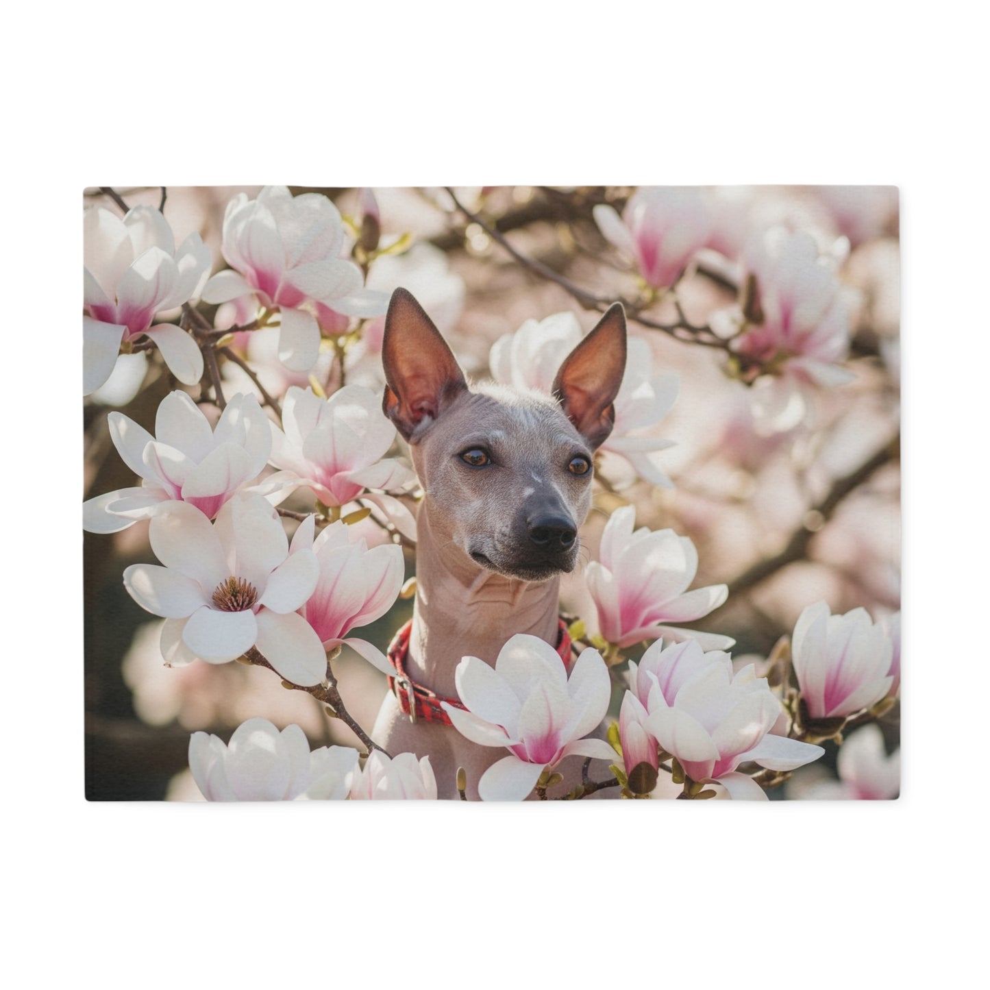 American Hairless Terrier Sweatshirt Blanket