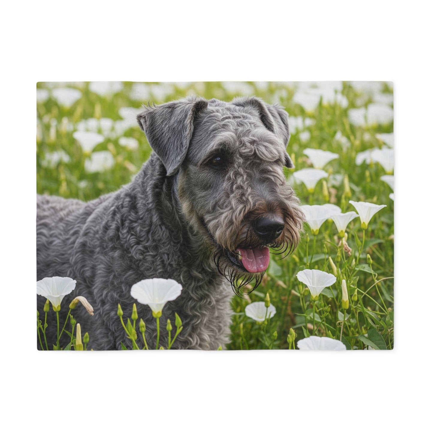 Kerry Blue Terrier Sweatshirt Blanket