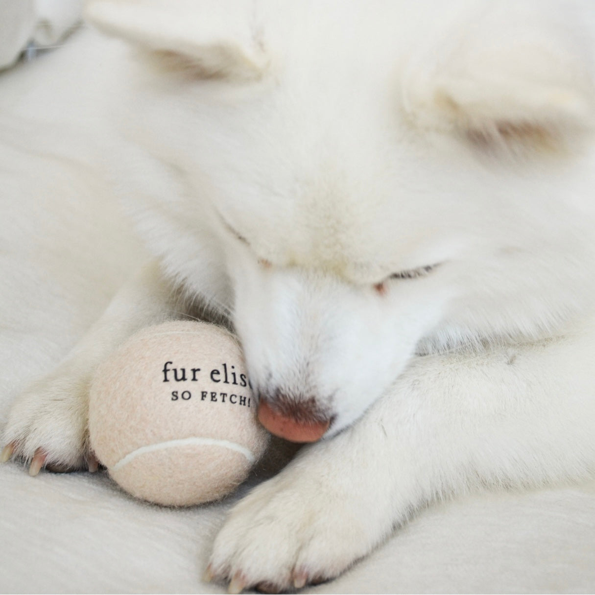 ¡Ve a buscar! Pelota de tenis - Noire