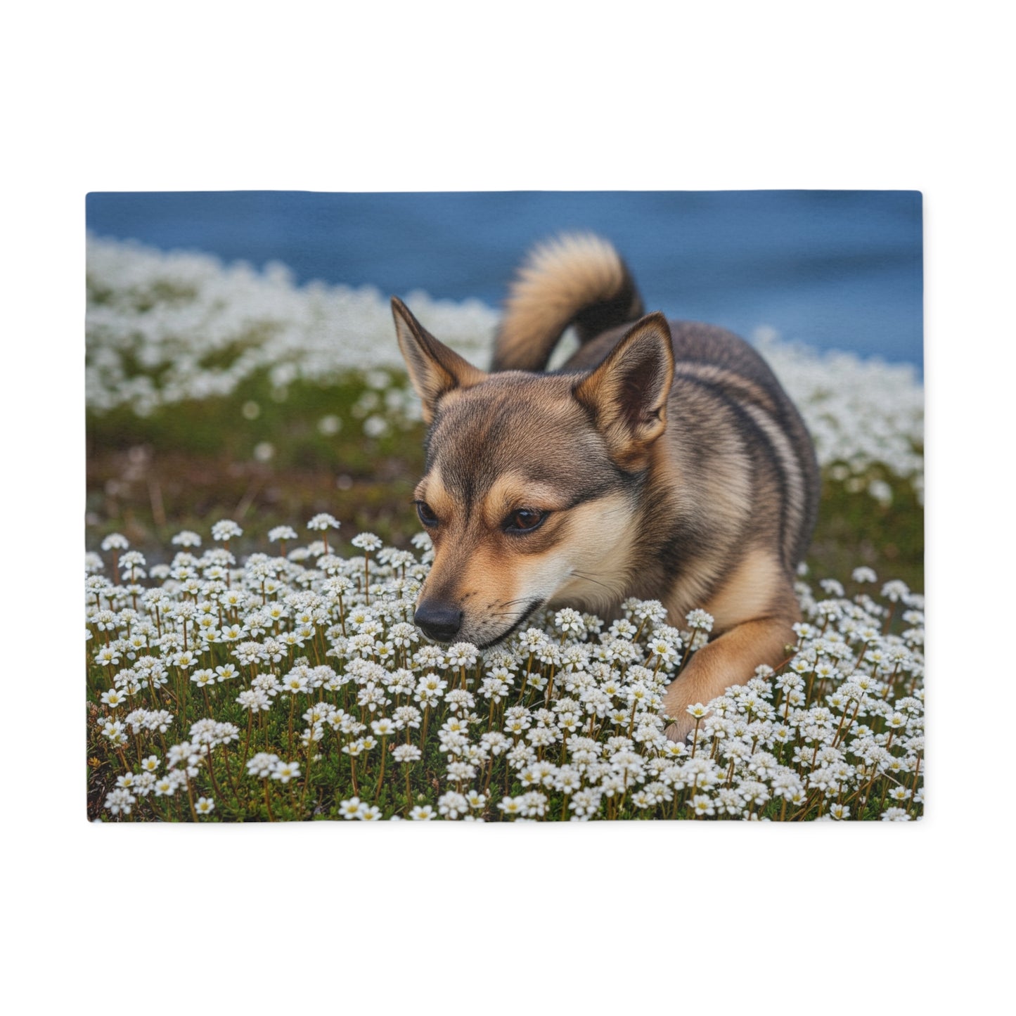 Norwegian Lundehund Sweatshirt Blanket