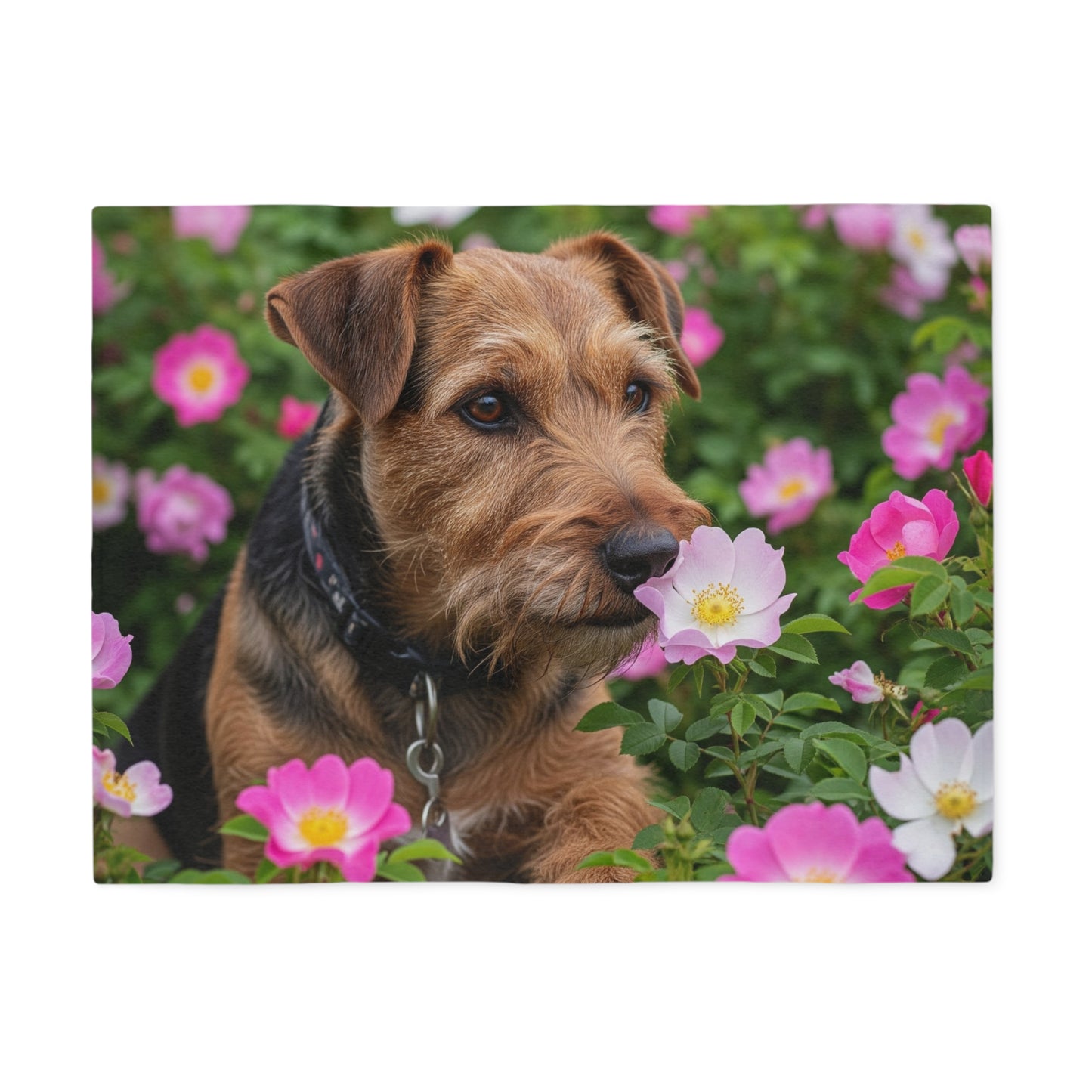 Teddy Roosevelt Terrier Sweatshirt Blanket