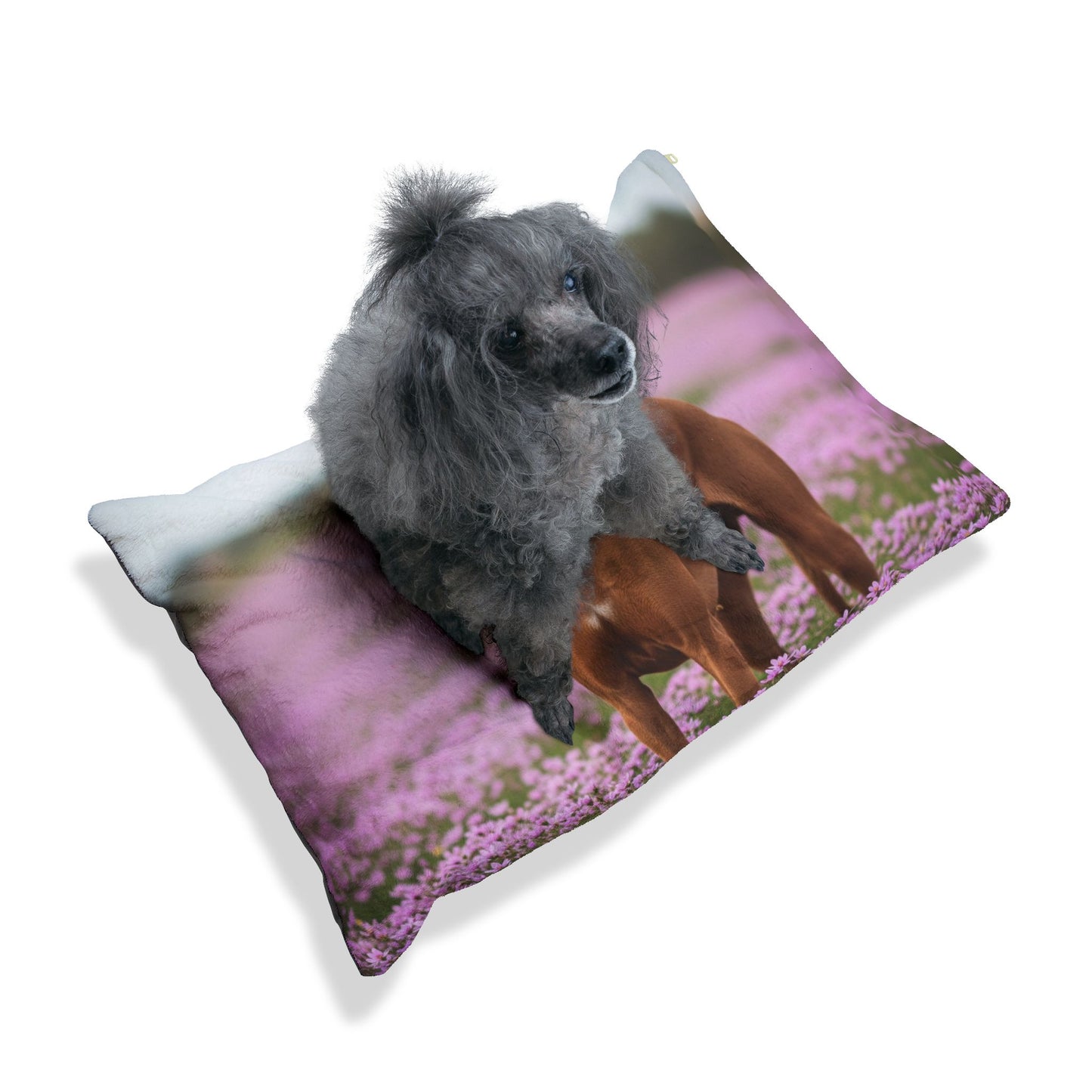 Pharaoh Hound Pet Bed