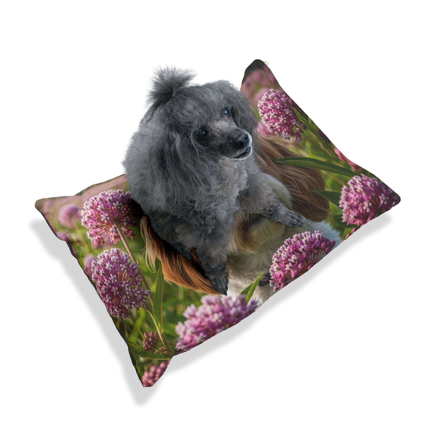 Cavachon Pet Bed
