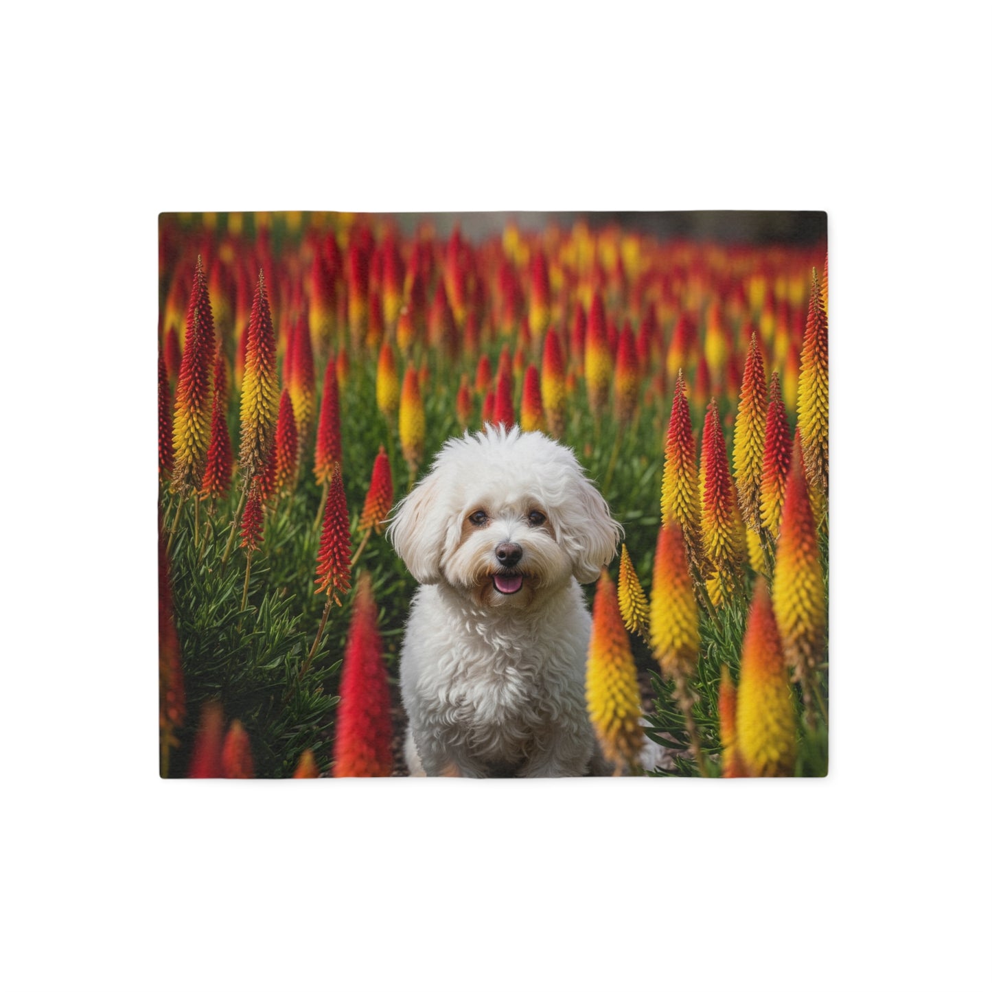 Bichonpoo Sweatshirt Blanket