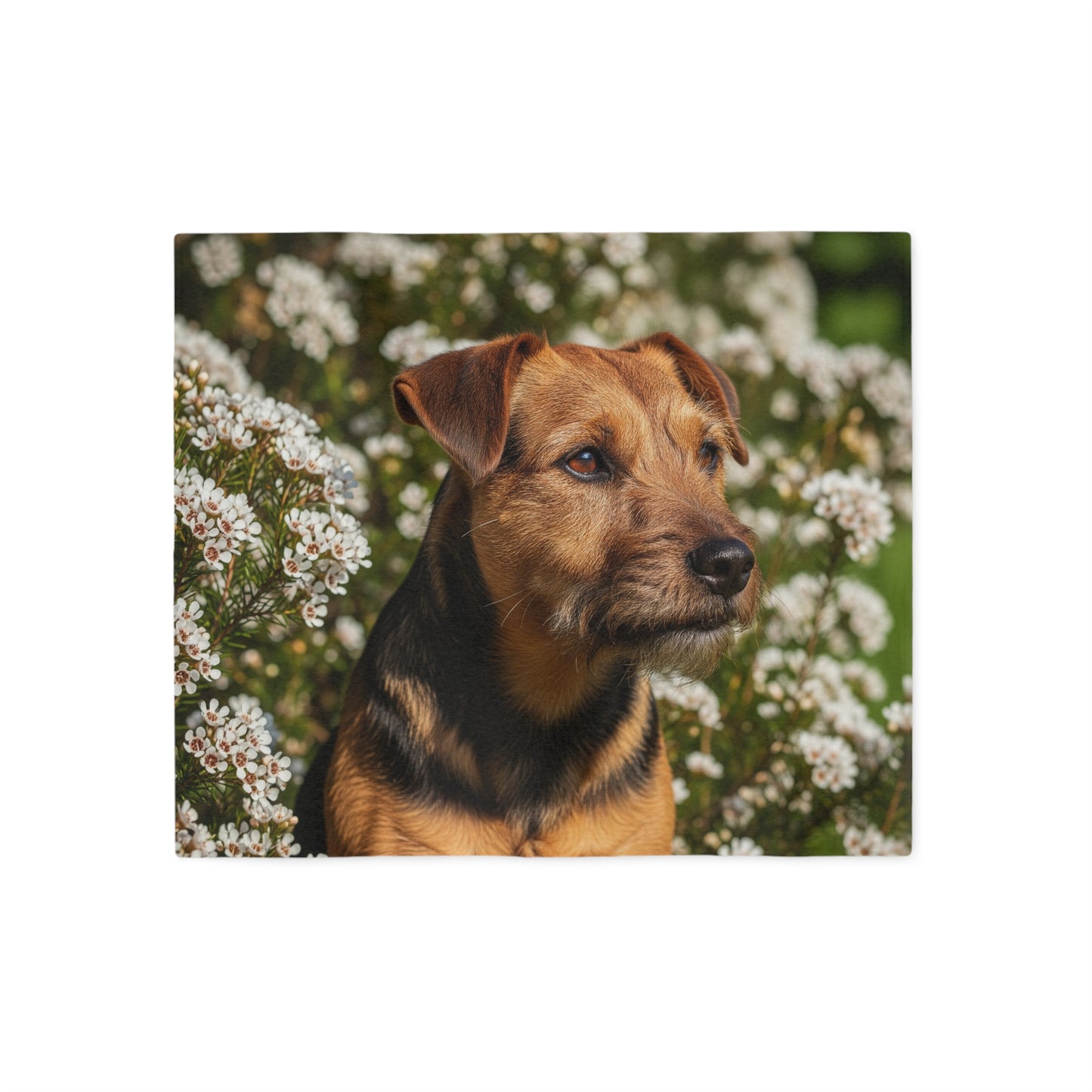 Tenterfield Terrier Sweatshirt Blanket