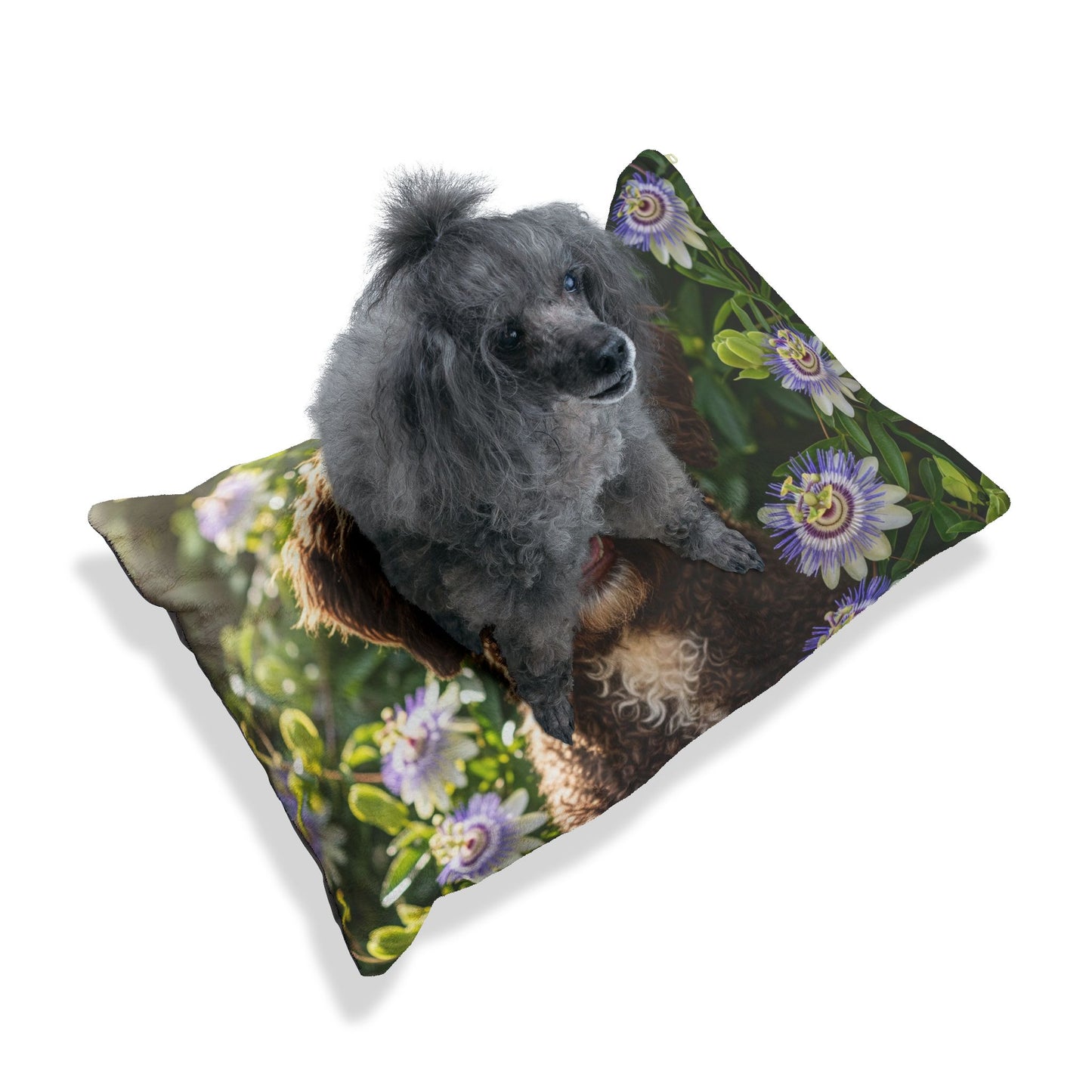 Spanish Water Dog Pet Bed