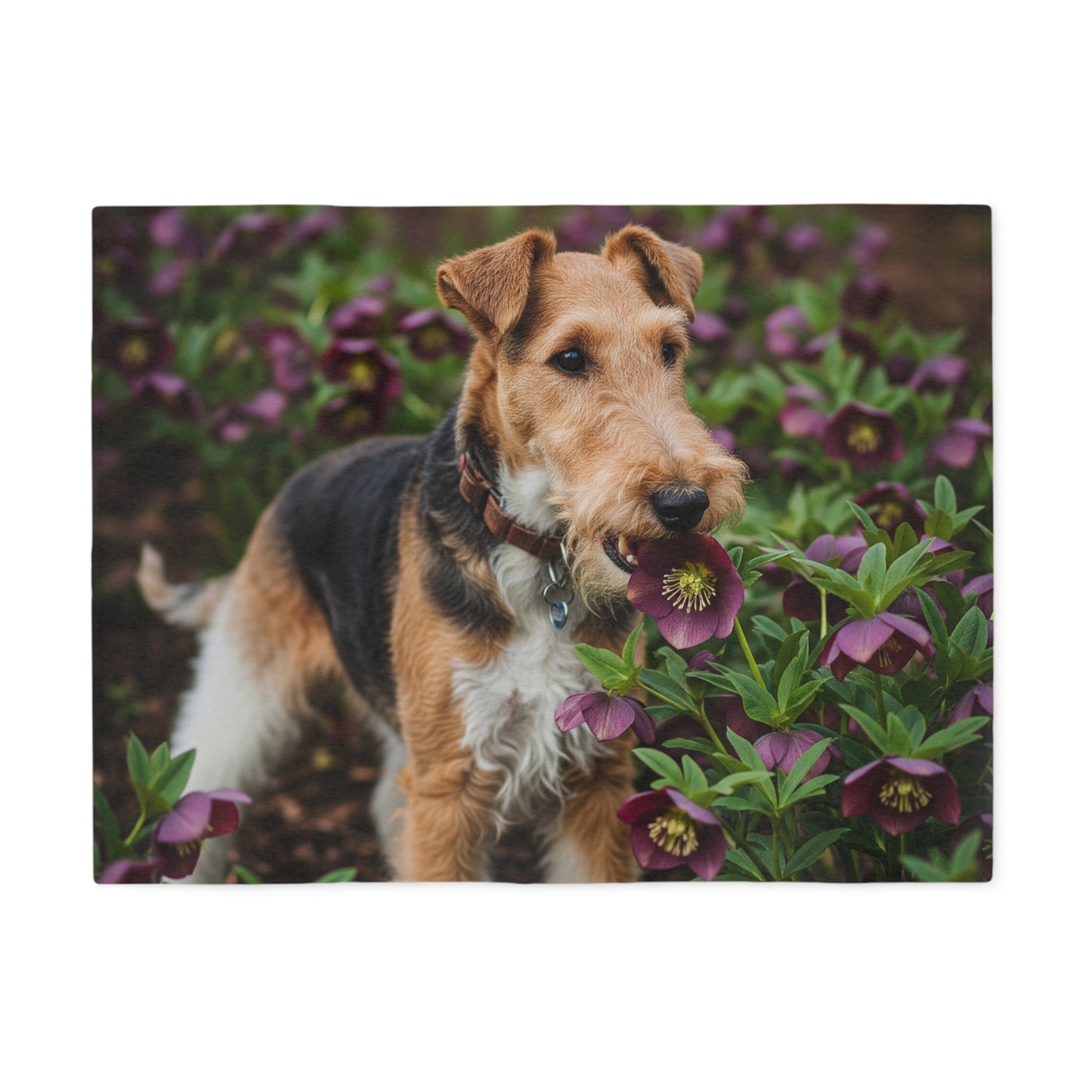 Wire Fox Terrier Sweatshirt Blanket